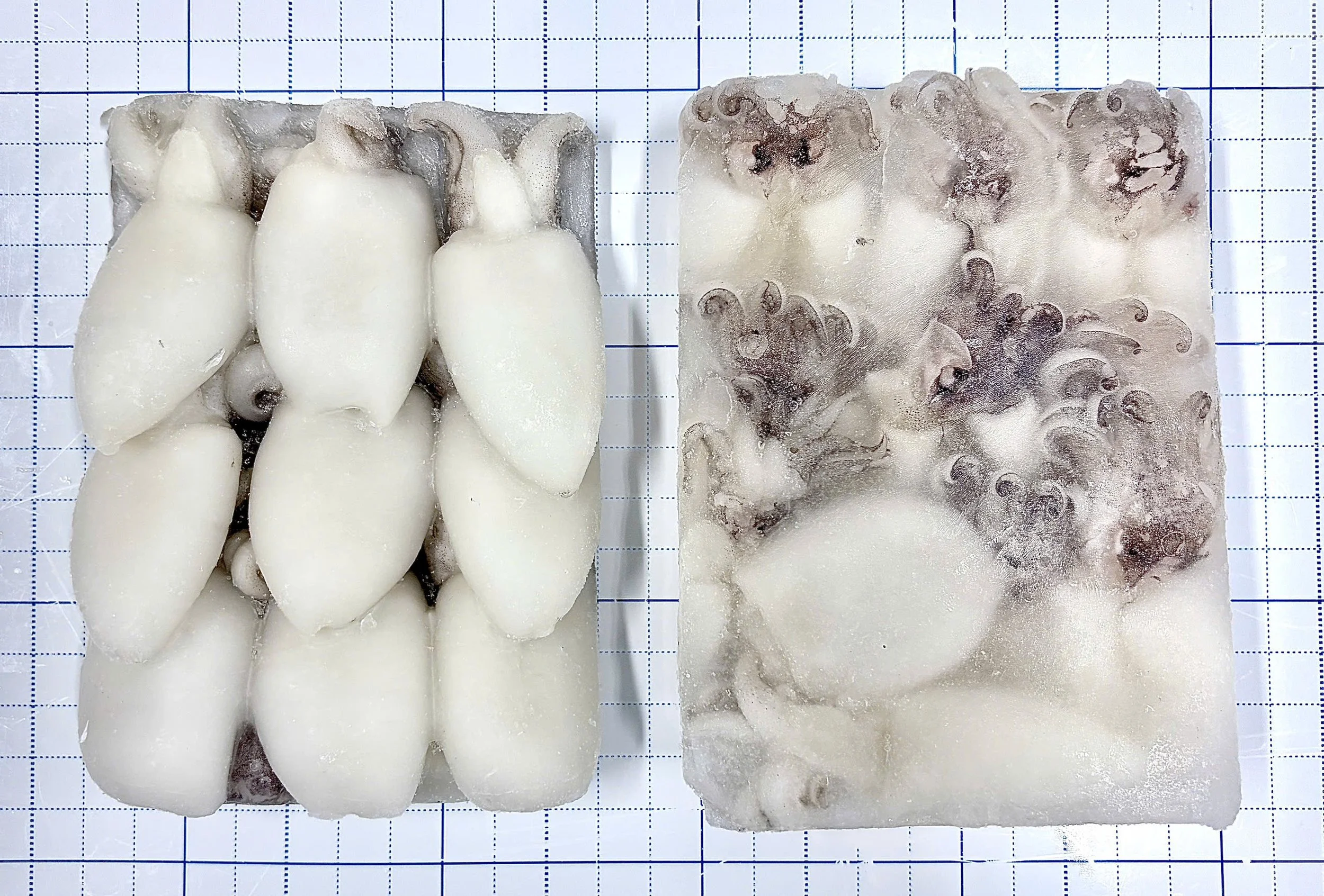Baby Cuttlefish Block