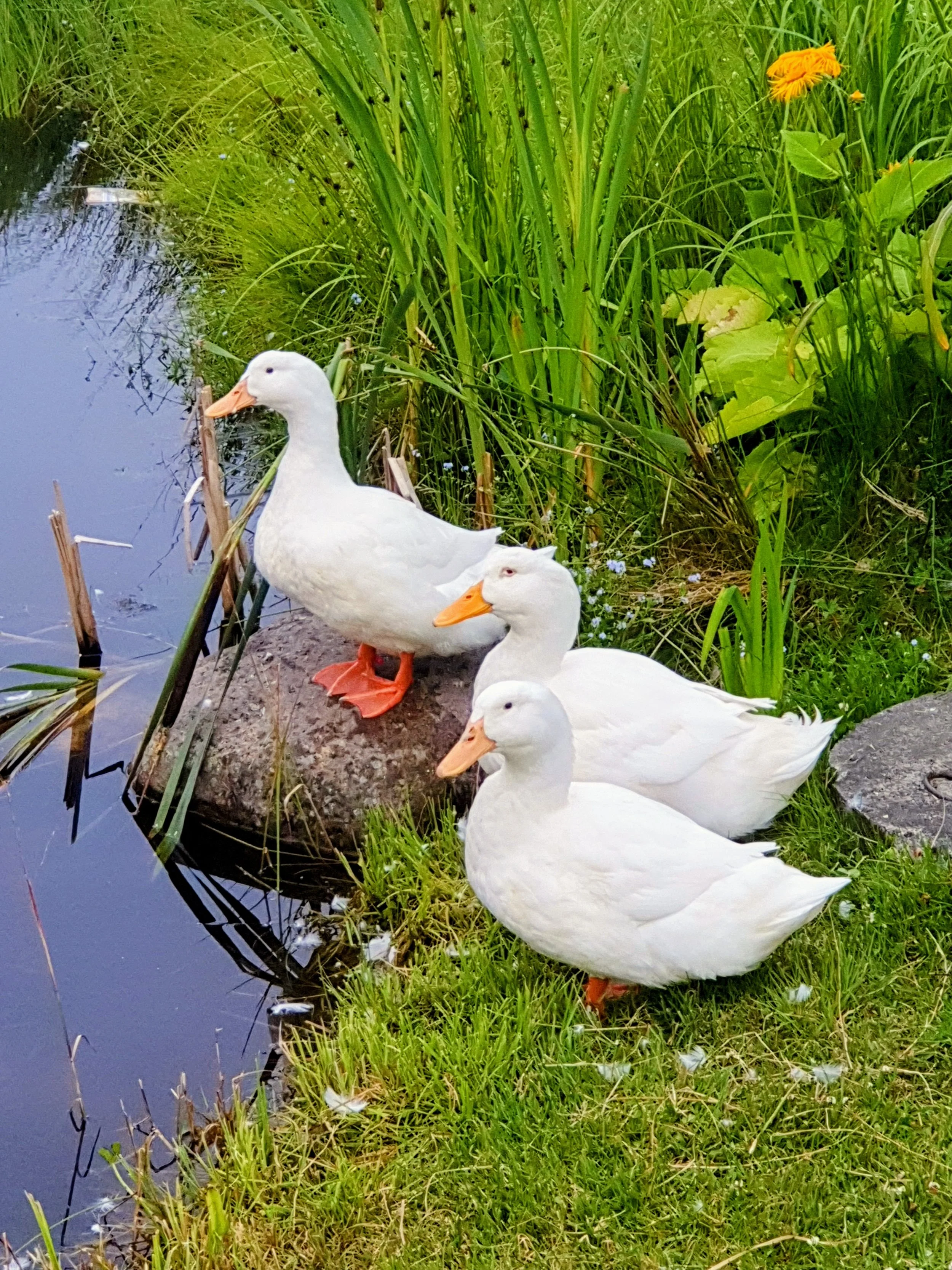 Fire ender have går igjen langs en elvebredd med grønt gress og planter.