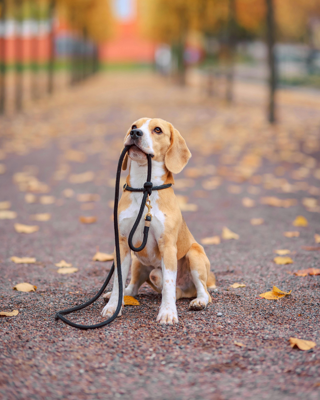 Un chien assis avec une laisse dans une allée bordée d'arbres, entouré de feuilles d'automne.