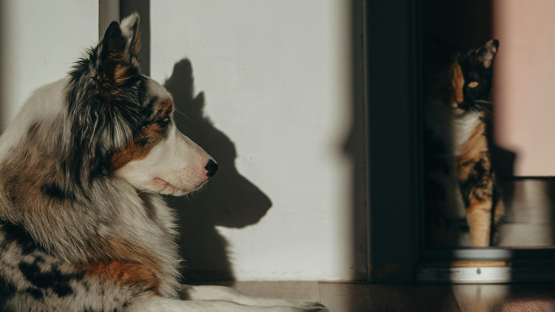 Un chien et un chat regardant dans une direction opposée, avec des ombres qui se dessinent sur le mur devant eux.