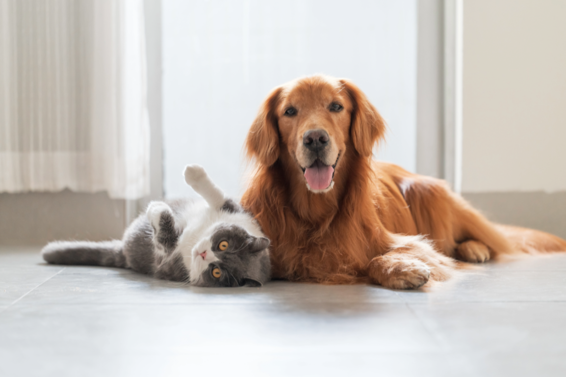 Un chien golden retriever allongé à côté d'un chat gris et blanc sur un sol en carrelage