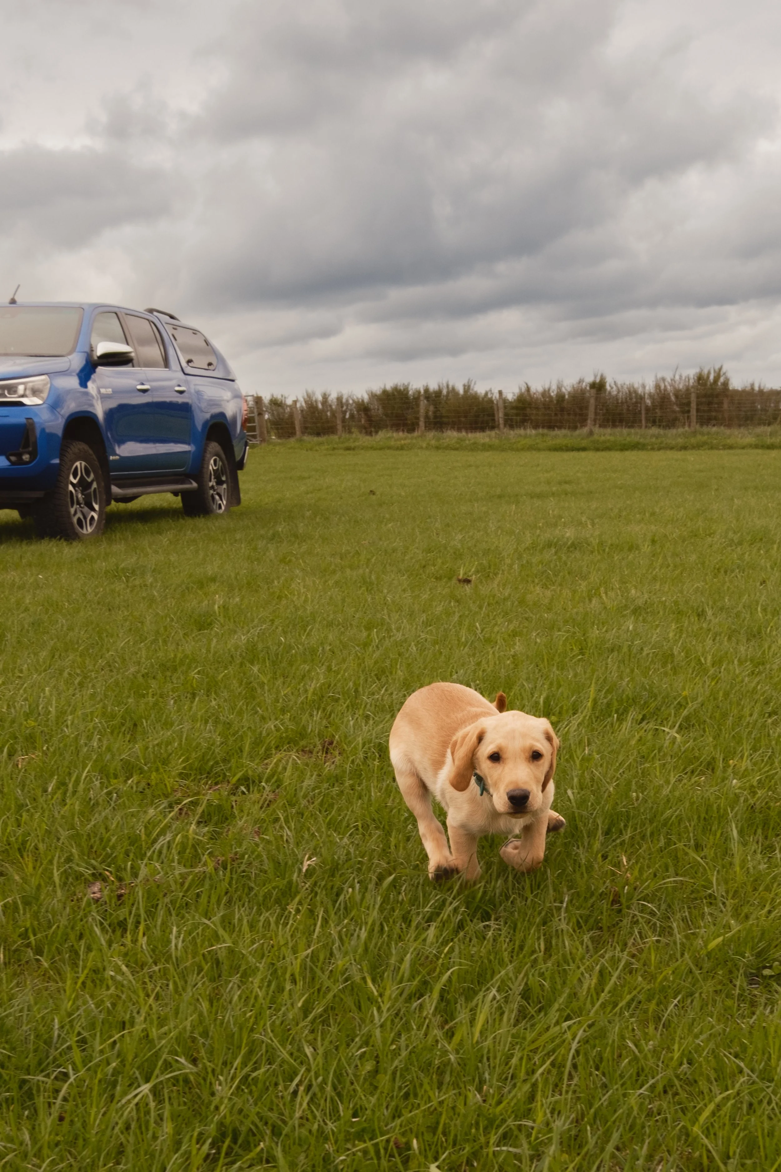 A small yellow puppy walking on a grassy field with a blue pickup truck in the background and a cloudy sky overhead.