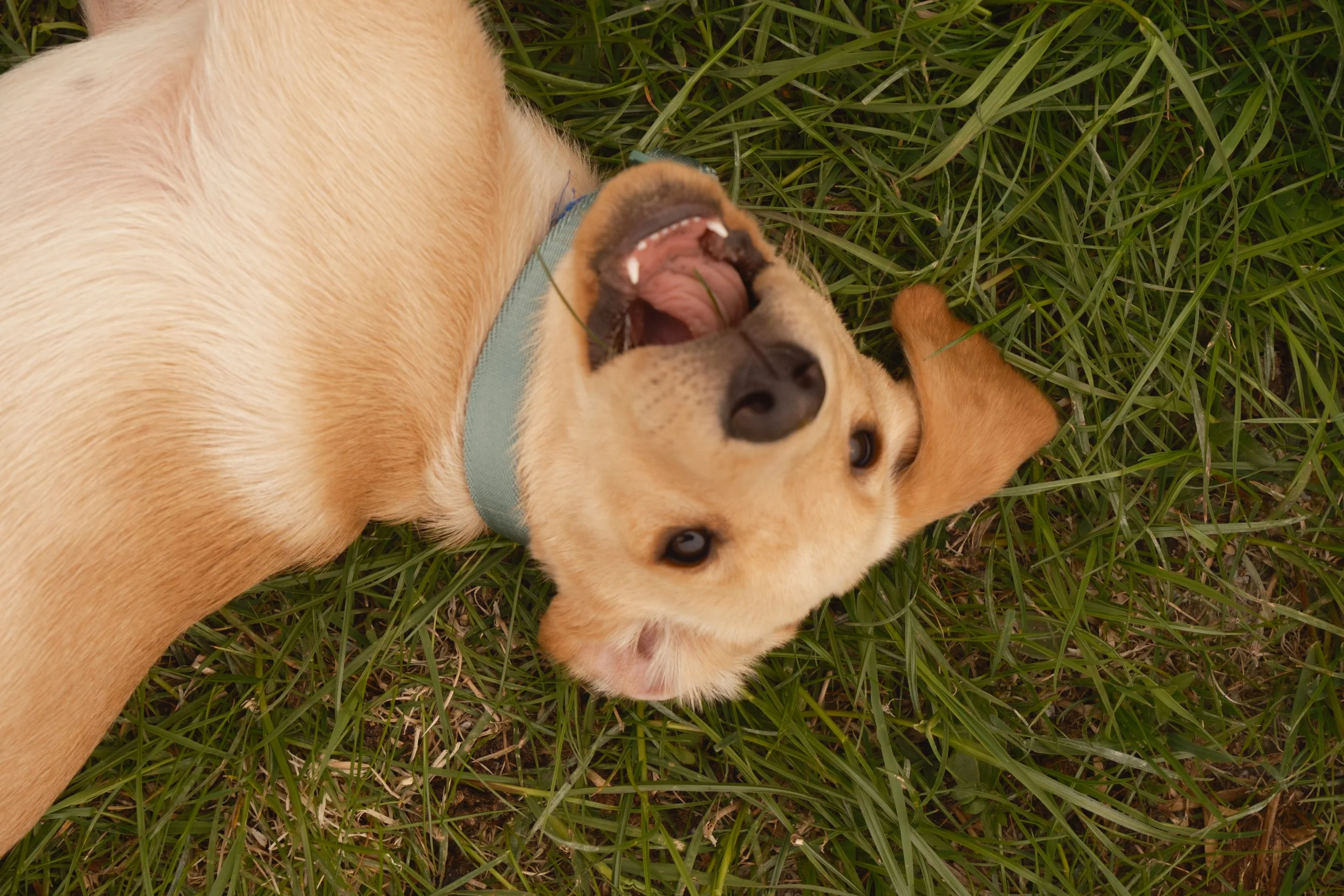 A tan dog lying on the grass, looking up with an open mouth.