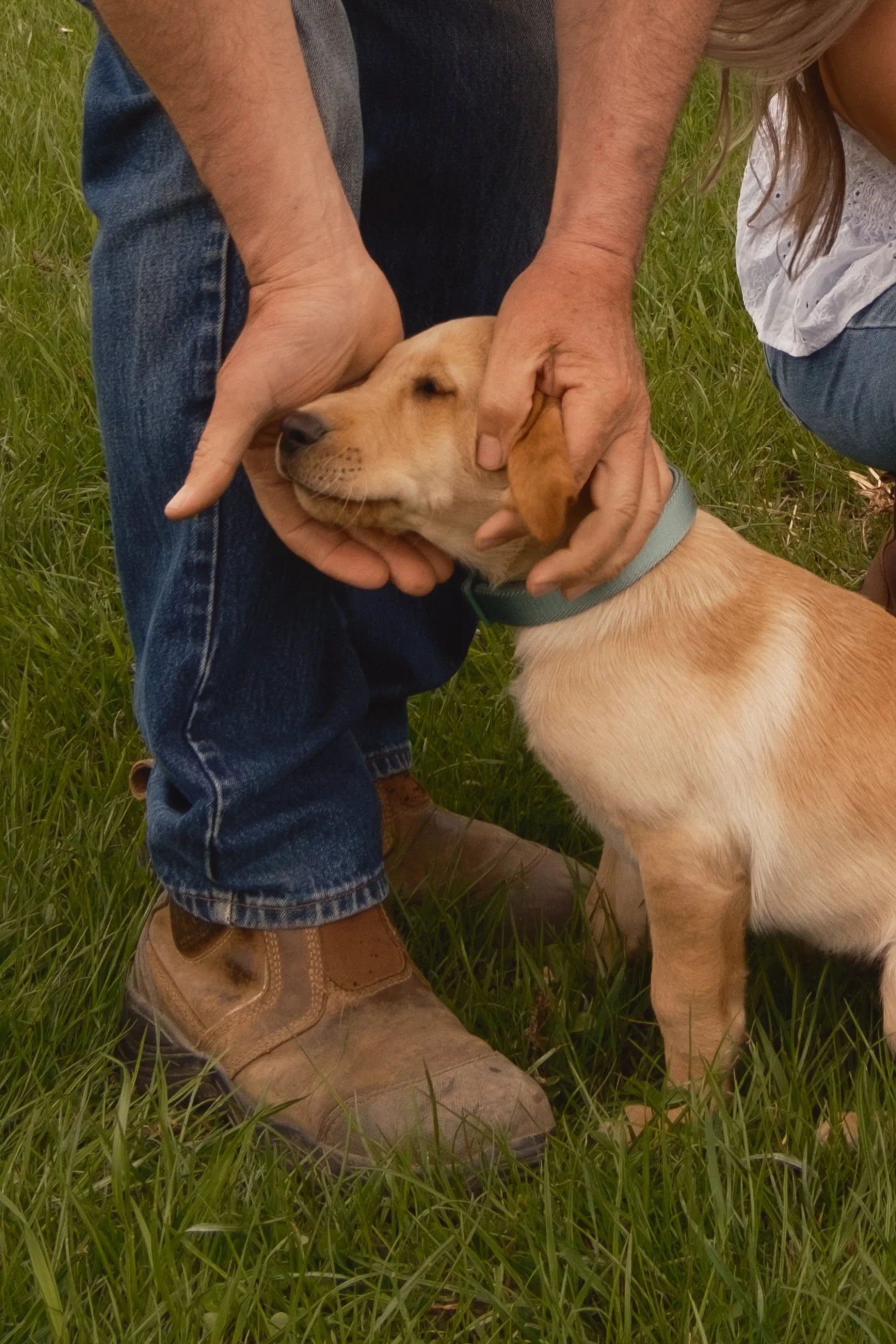 A person is holding a sleeping yellow Labrador retriever puppy with a blue collar, sitting on green grass, with part of their jeans and boots visible.