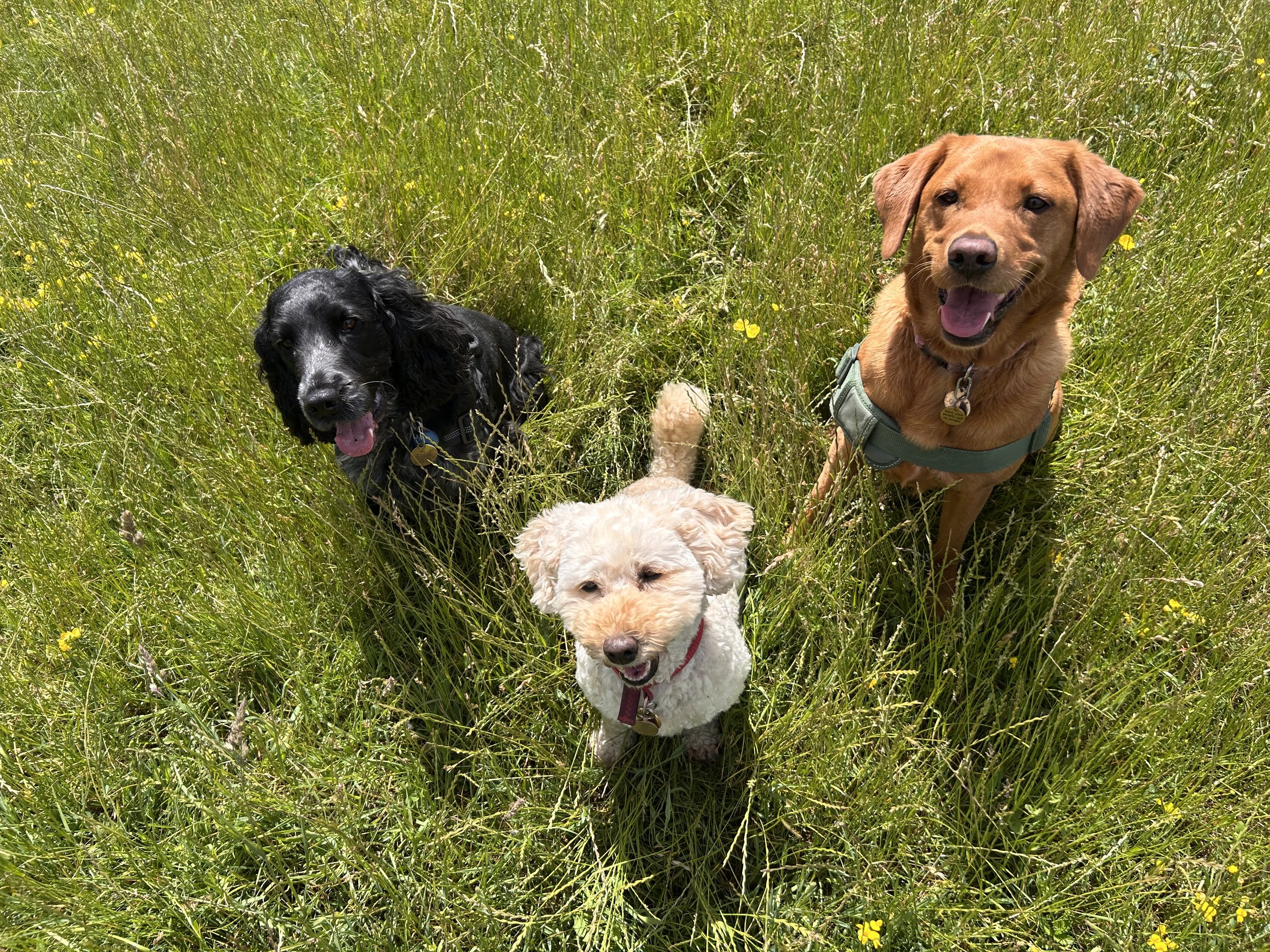 Four dogs sitting on tall grass in a field on a sunny day.