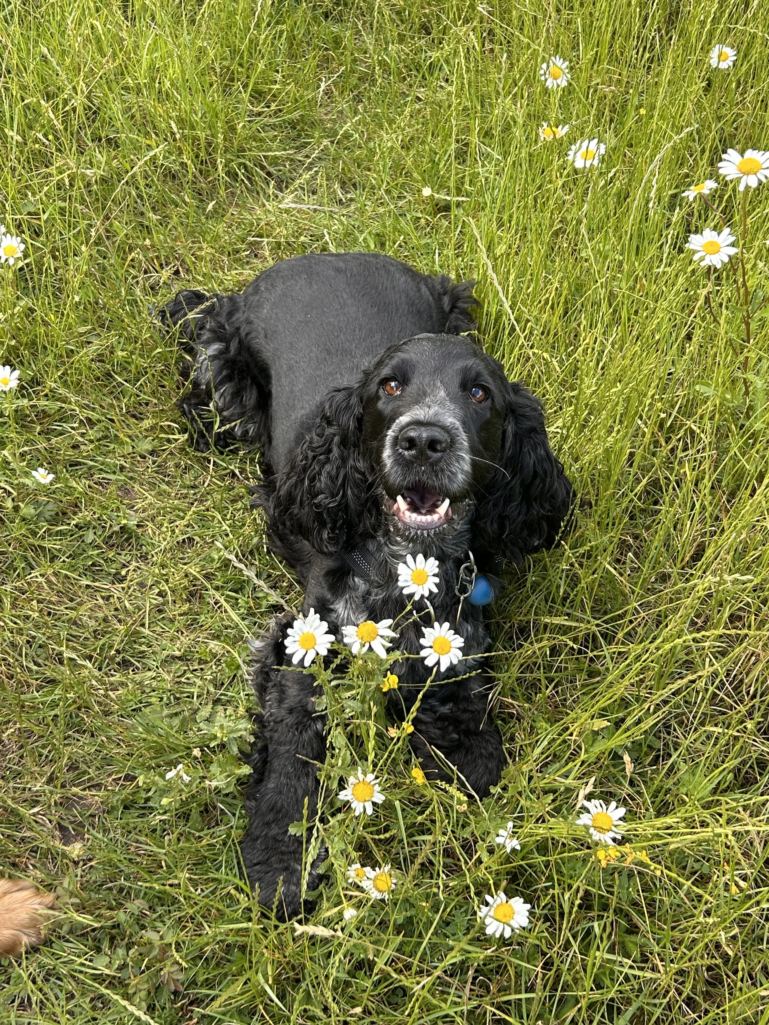 A black Cocker Spaniel lying in a field of green grass and white daisies, looking at the camera and smiling.