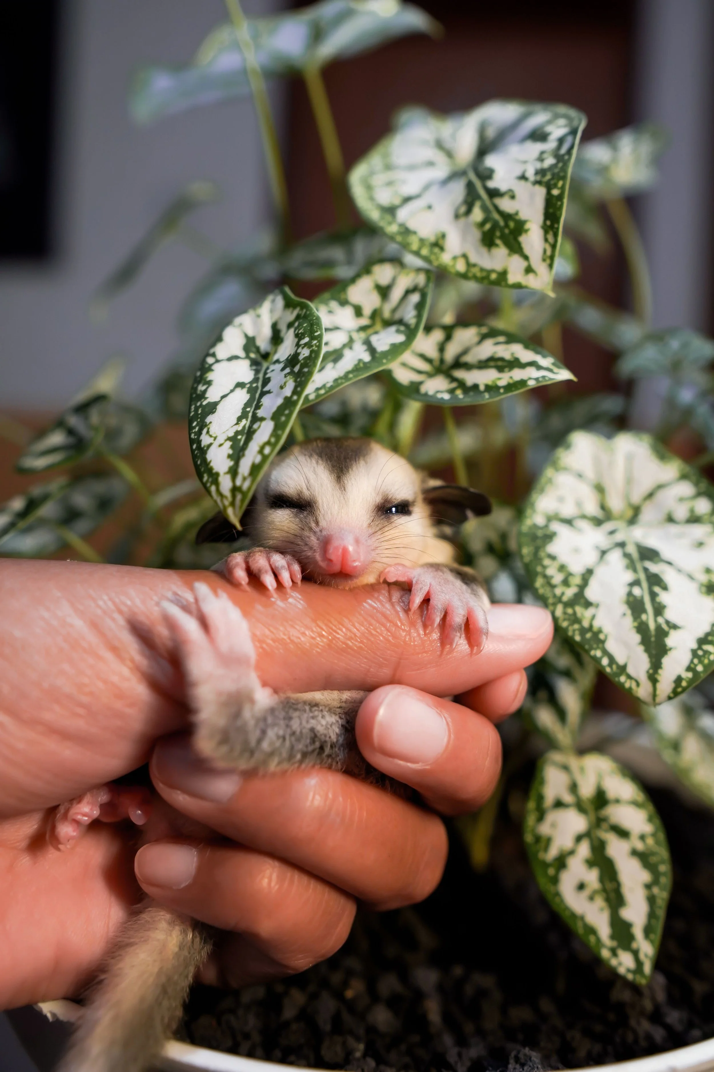 A person holding a small, sleepy Sugar Glider with its eyes closed, surrounded by variegated green and white leaves of a plant.