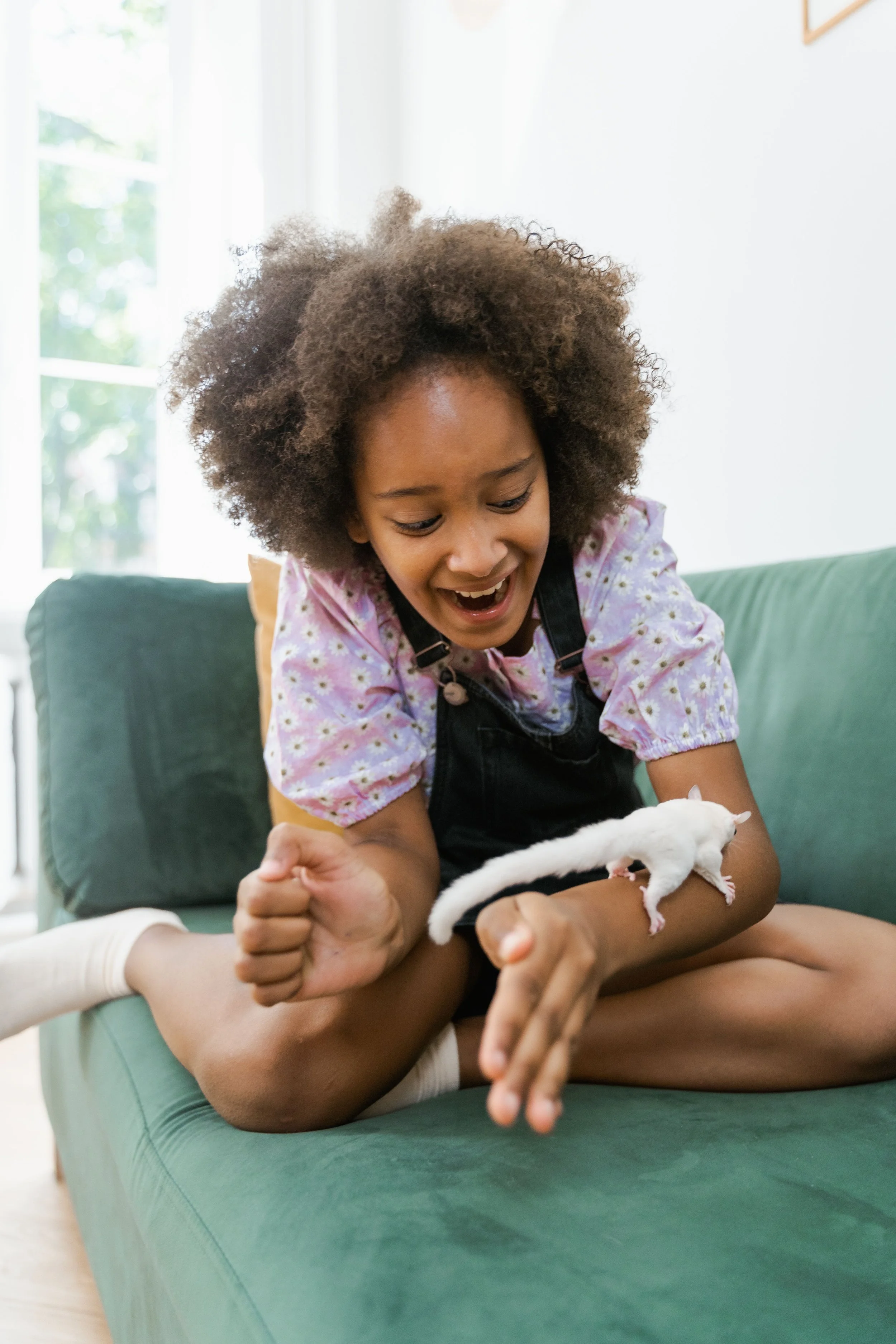 Young girl with curly hair playing with a platinum Sugar Glider in a bright living room.