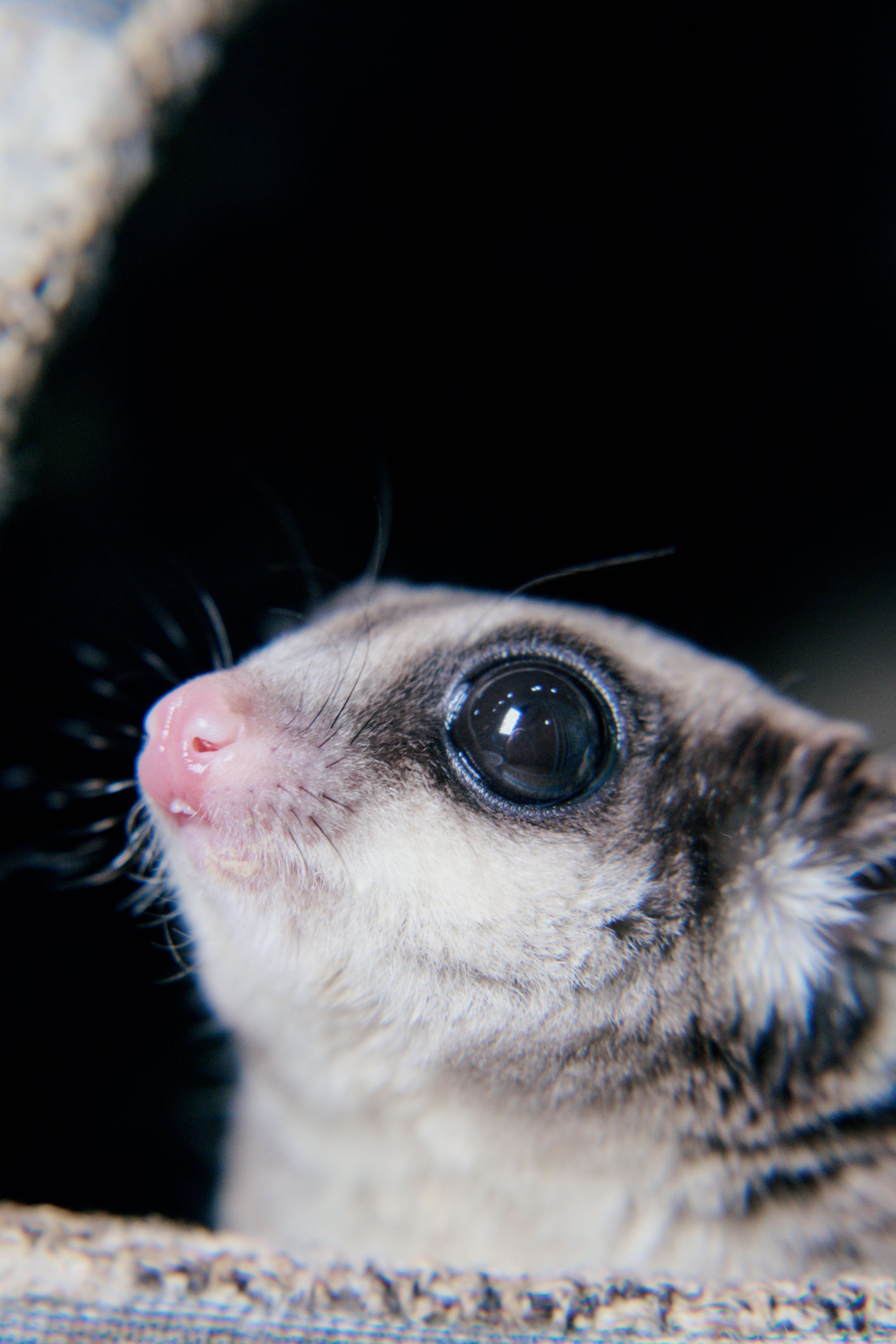 Close-up of a Sugar Gliders face with a pink nose.