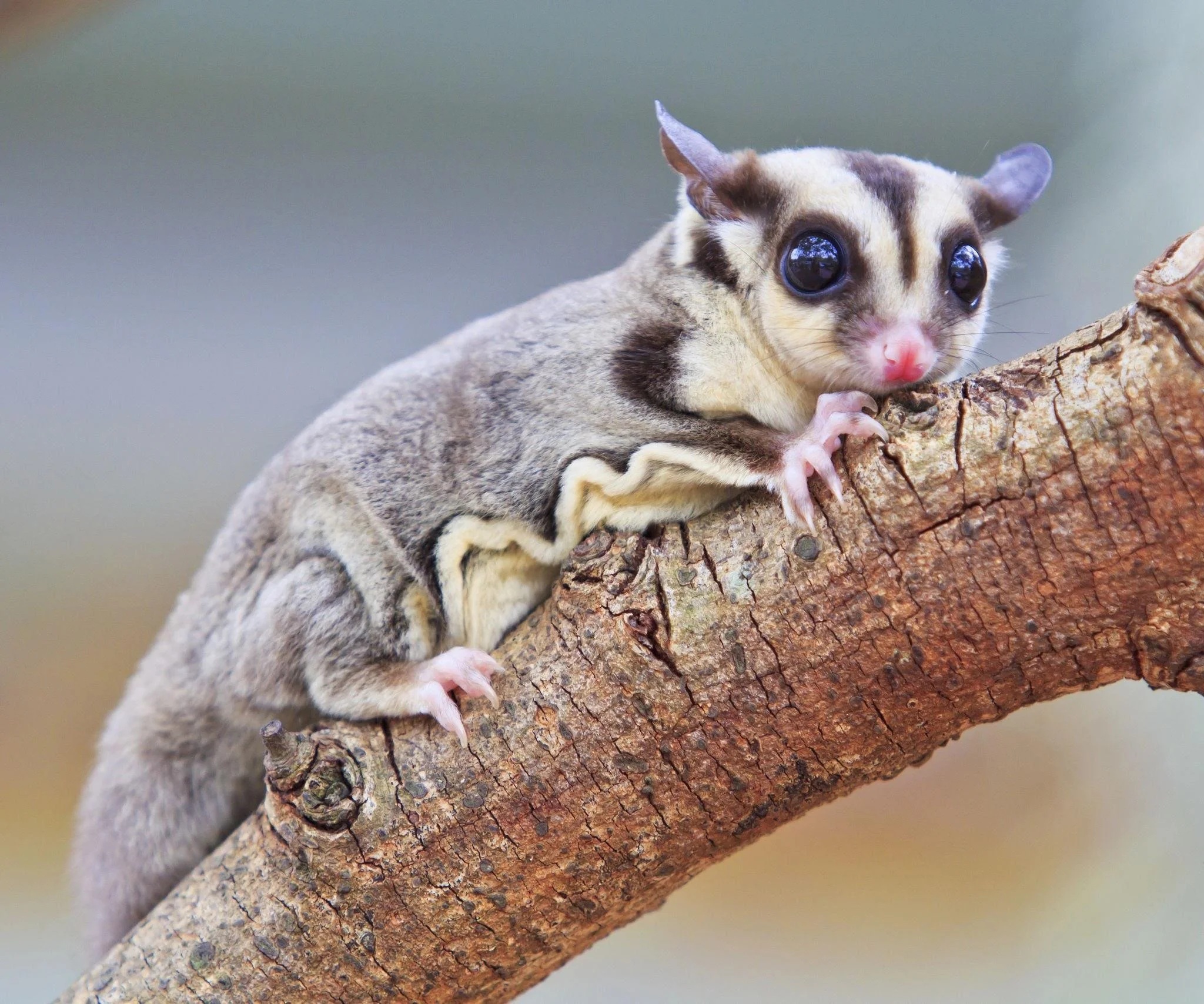 Close-up of a small sugar glider climbing on a textured tree branch.