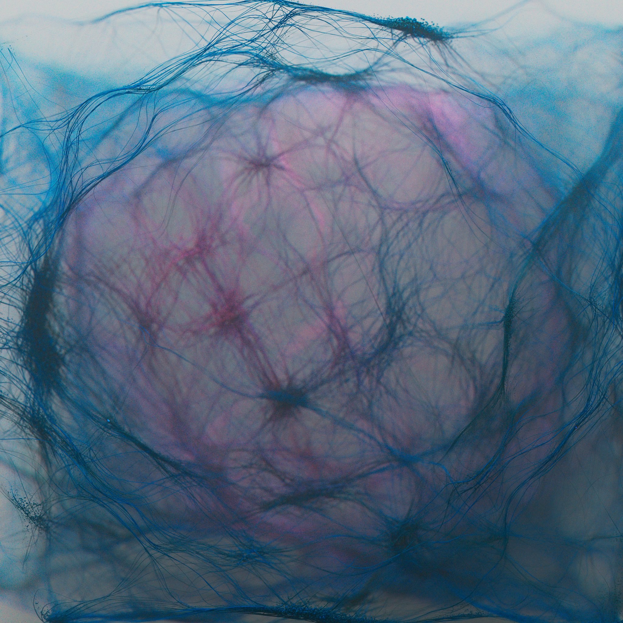 Rhinotillexomania_4x_3_061.jpg