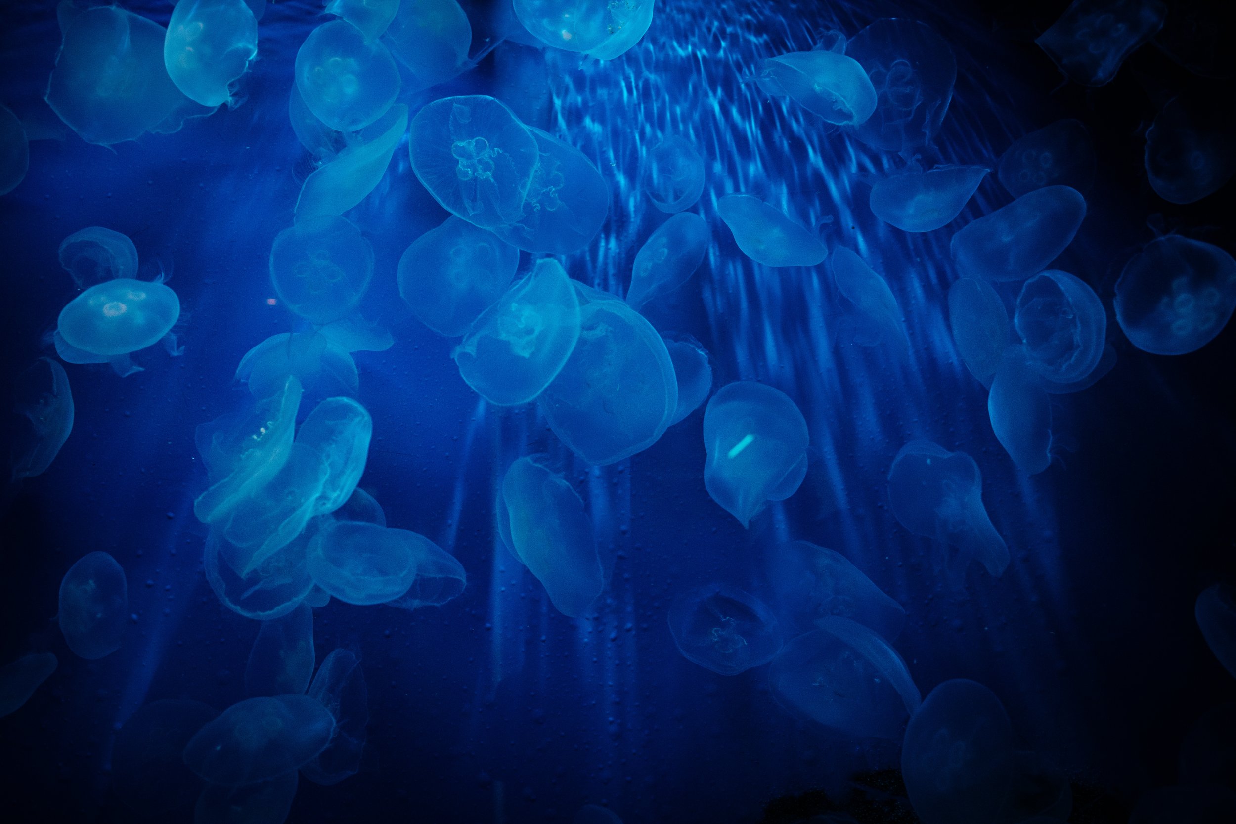Blaue Quallen schwimmen in einem Aquarium.