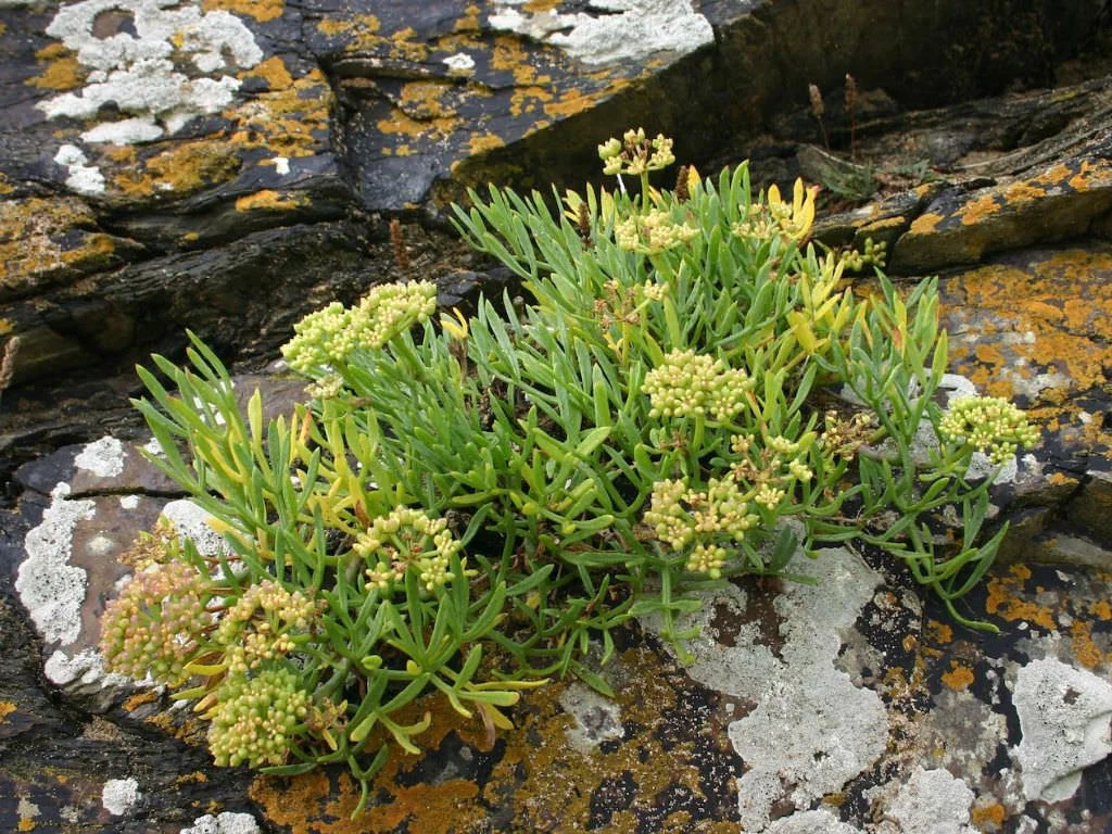 Green Samphire on rocks by the sea.