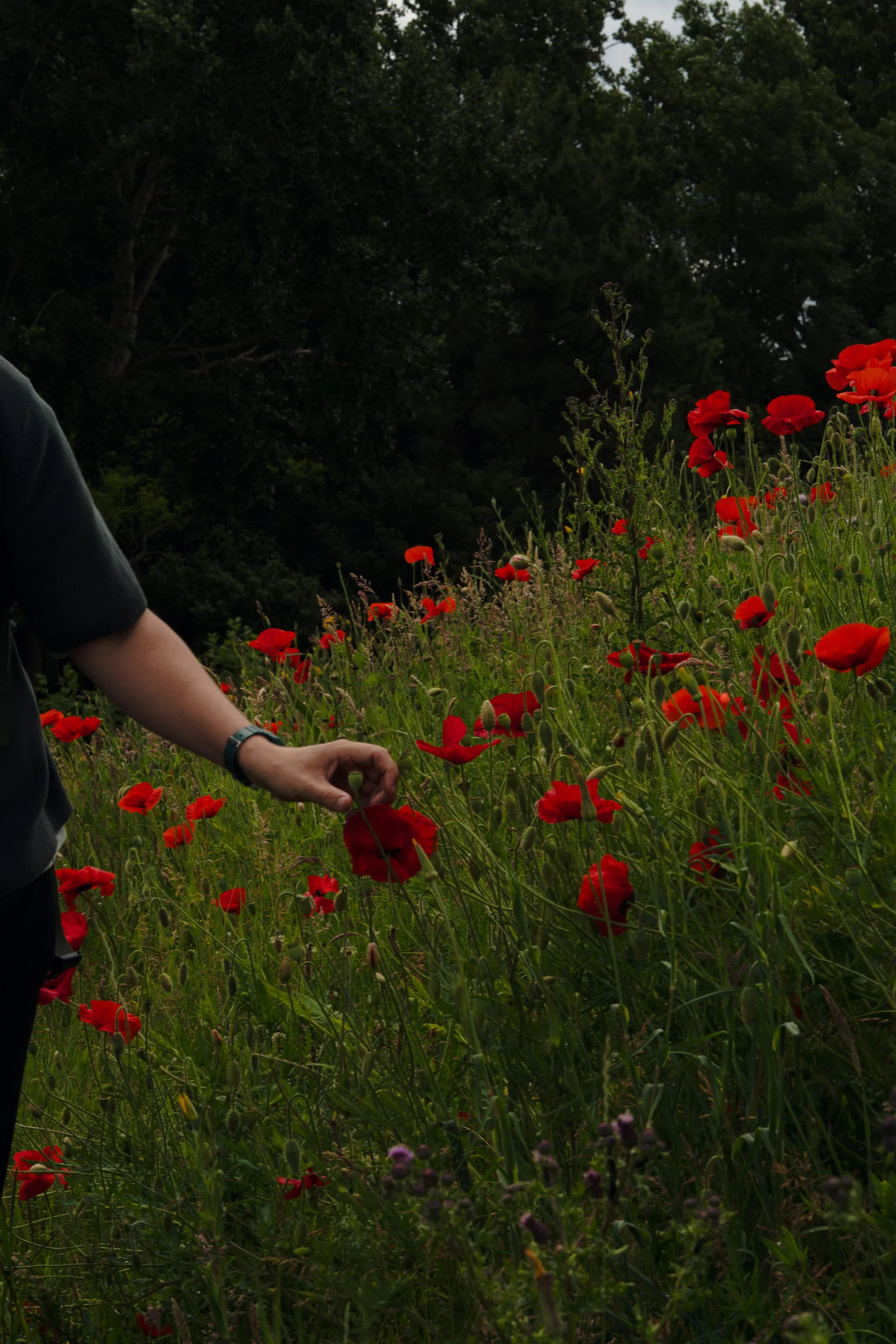 Persoon plukt rode papavers in een veld met andere bloemen en groen struikgewas op de achtergrond.