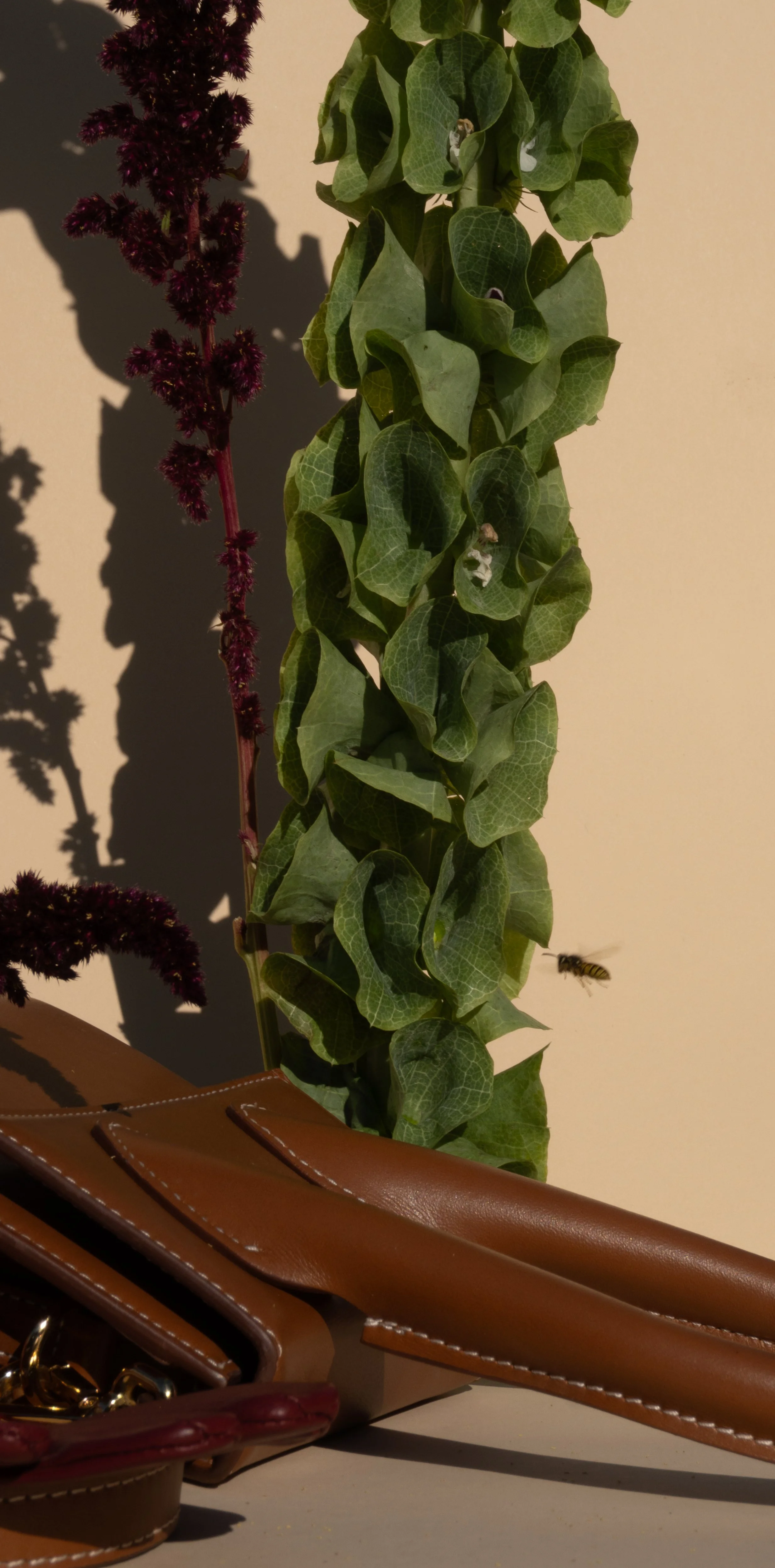 Close-up van een groene klimopplant met grote bladeren, een paar paarse bloemen en een bij die vliegt in de lucht. Er is ook een stukje van een bruine handtas zichtbaar.