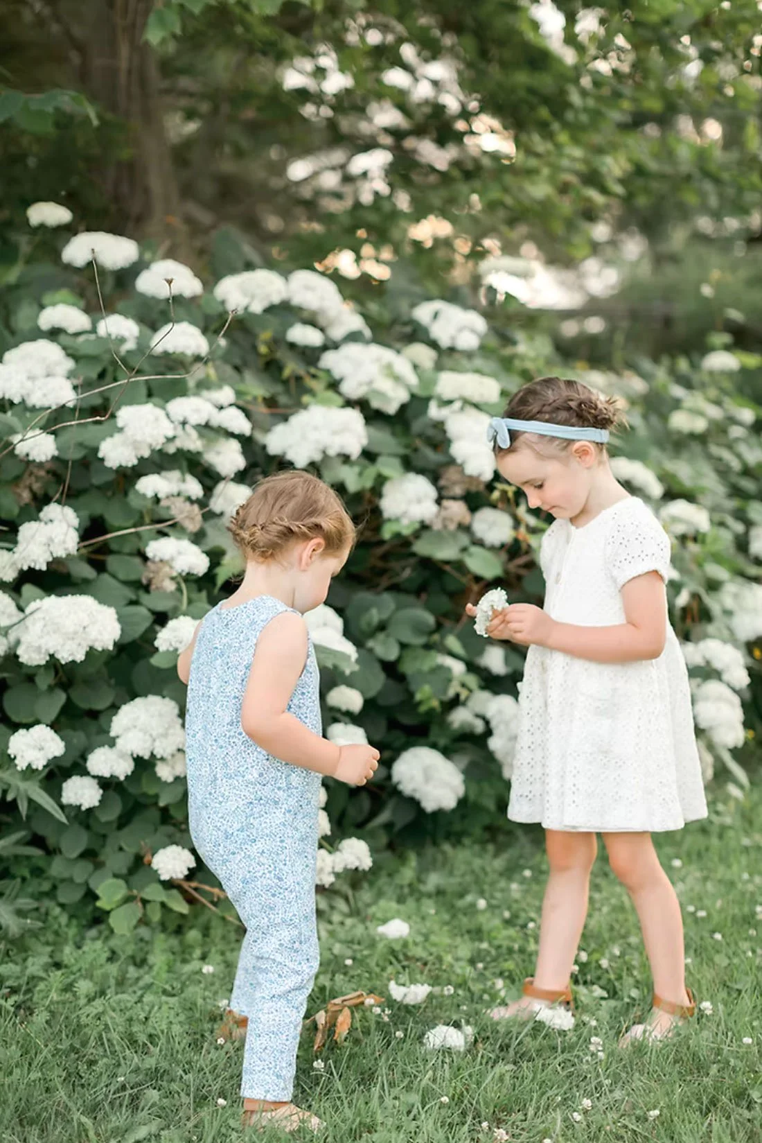 Two young girls in summer dresses picking flowers in a garden with white hydrangea bushes in the background.