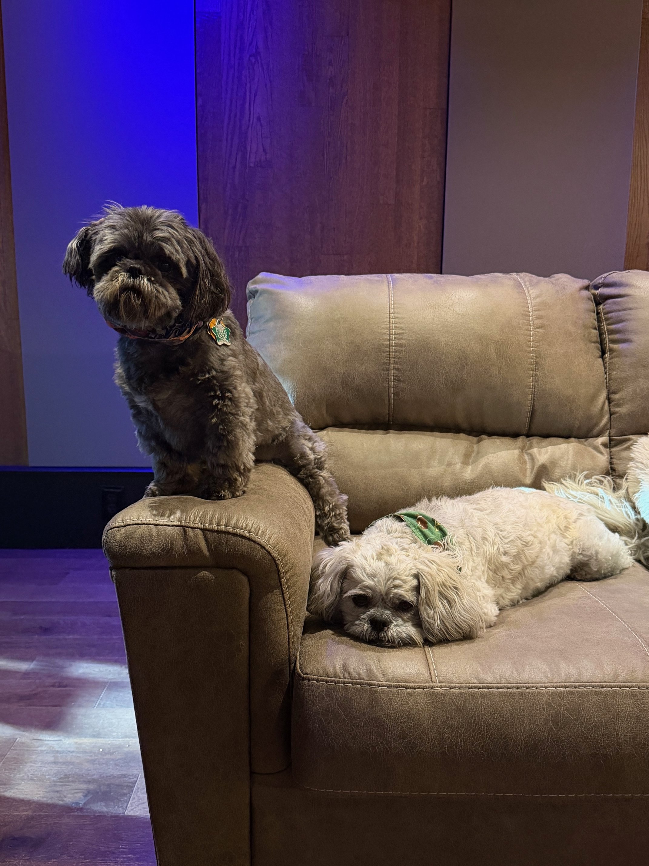 A small dark-furred dog sitting on the armrest of a beige leather couch with a light-colored fluffy dog lying on the seat cushion. The background shows wooden and fabric wall panels, with blue lighting illuminating part of the wall.