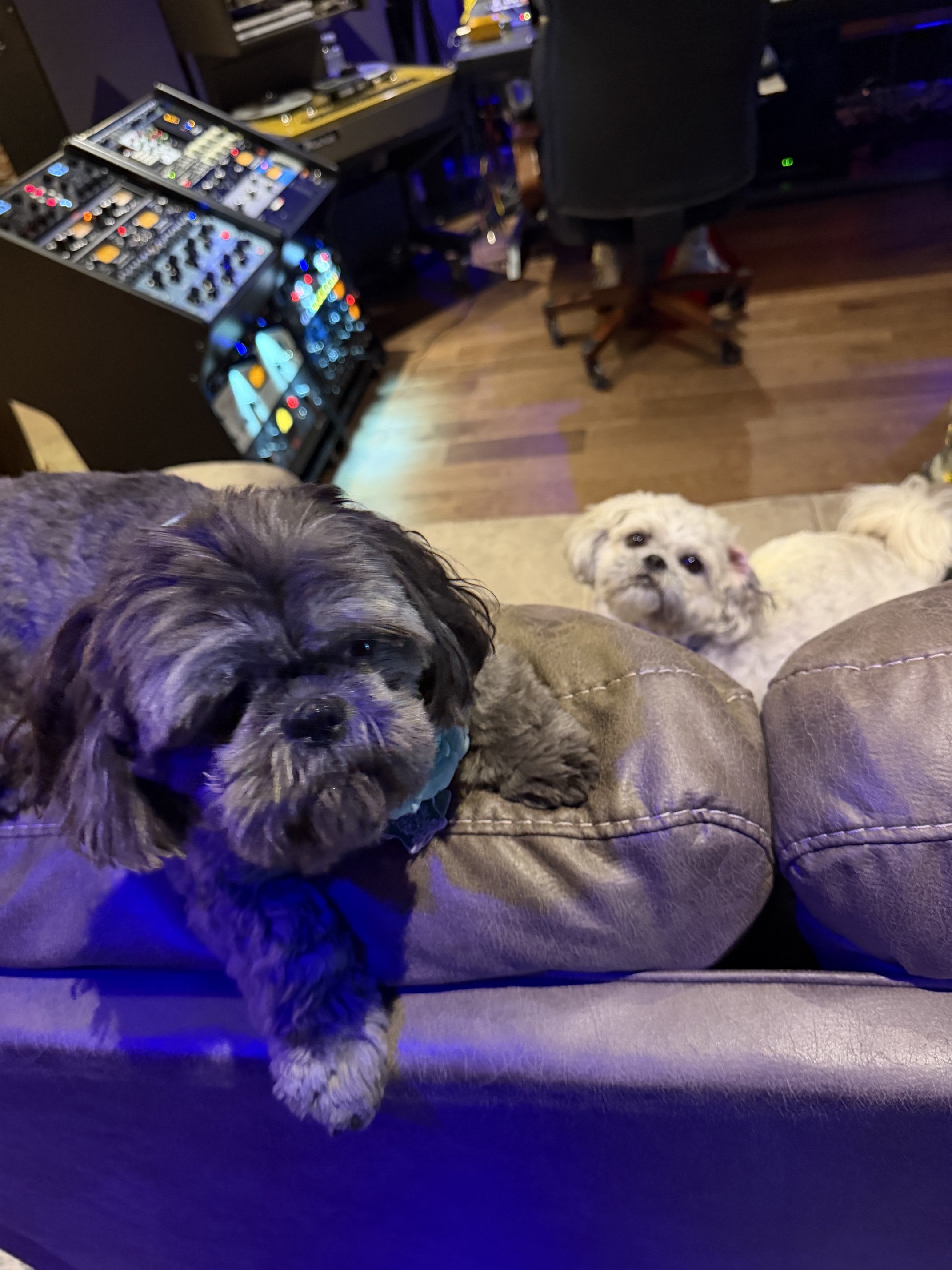Three small dogs on a couch with furniture and a music studio setup in the background.