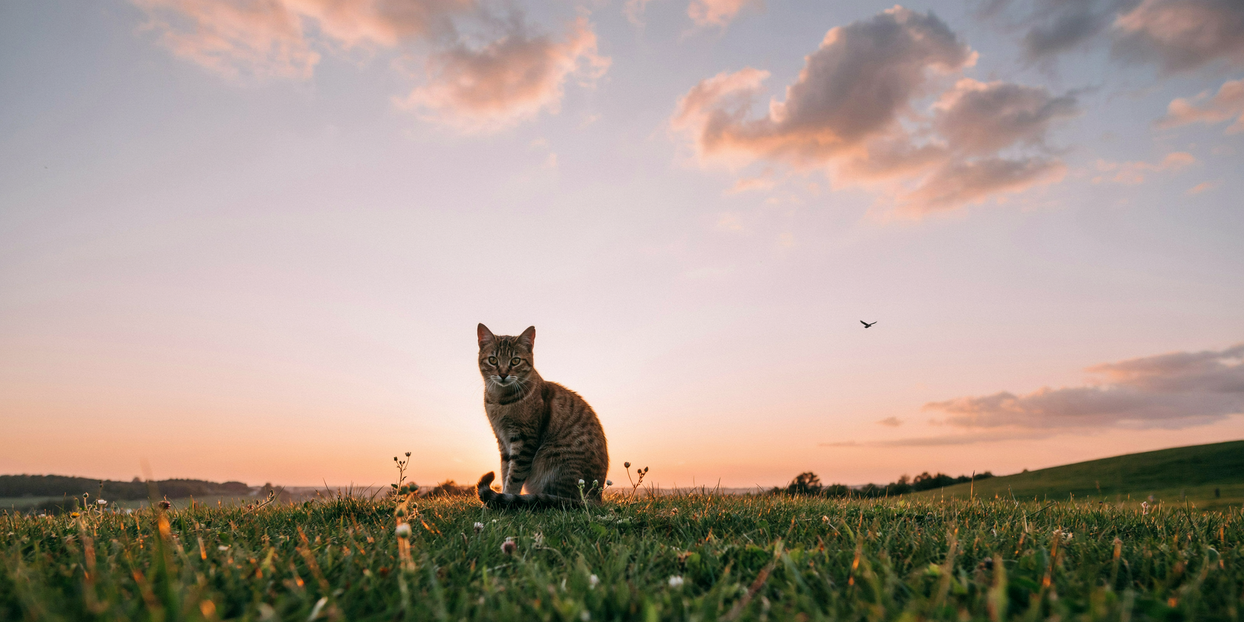 How to Plan a Tasteful Celebration of Life for Your Cat