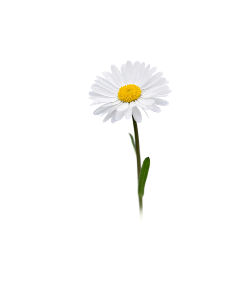 White daisy, Imbued Events celebration of life planning in Austin, TX