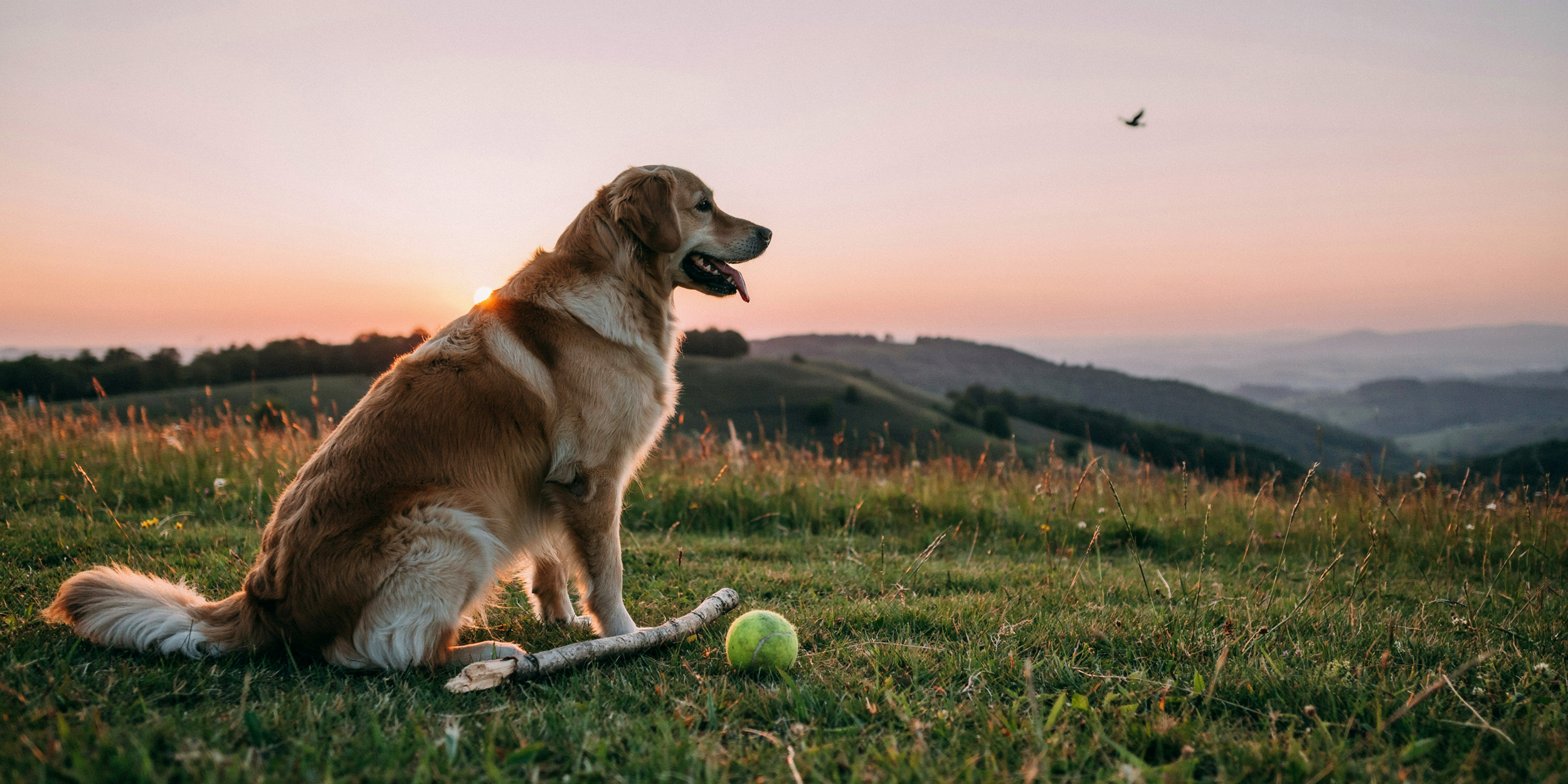 golden retriever with ball and stick watching sunset,  Imbued Events celebration of life planning in Austin, TX