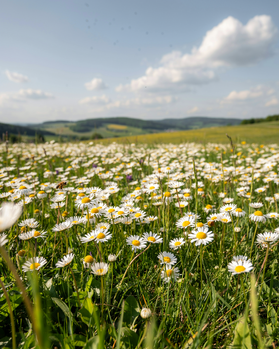 White daisy meadow under a soft sky, Imbued Events celebration of life planning in Austin, TX