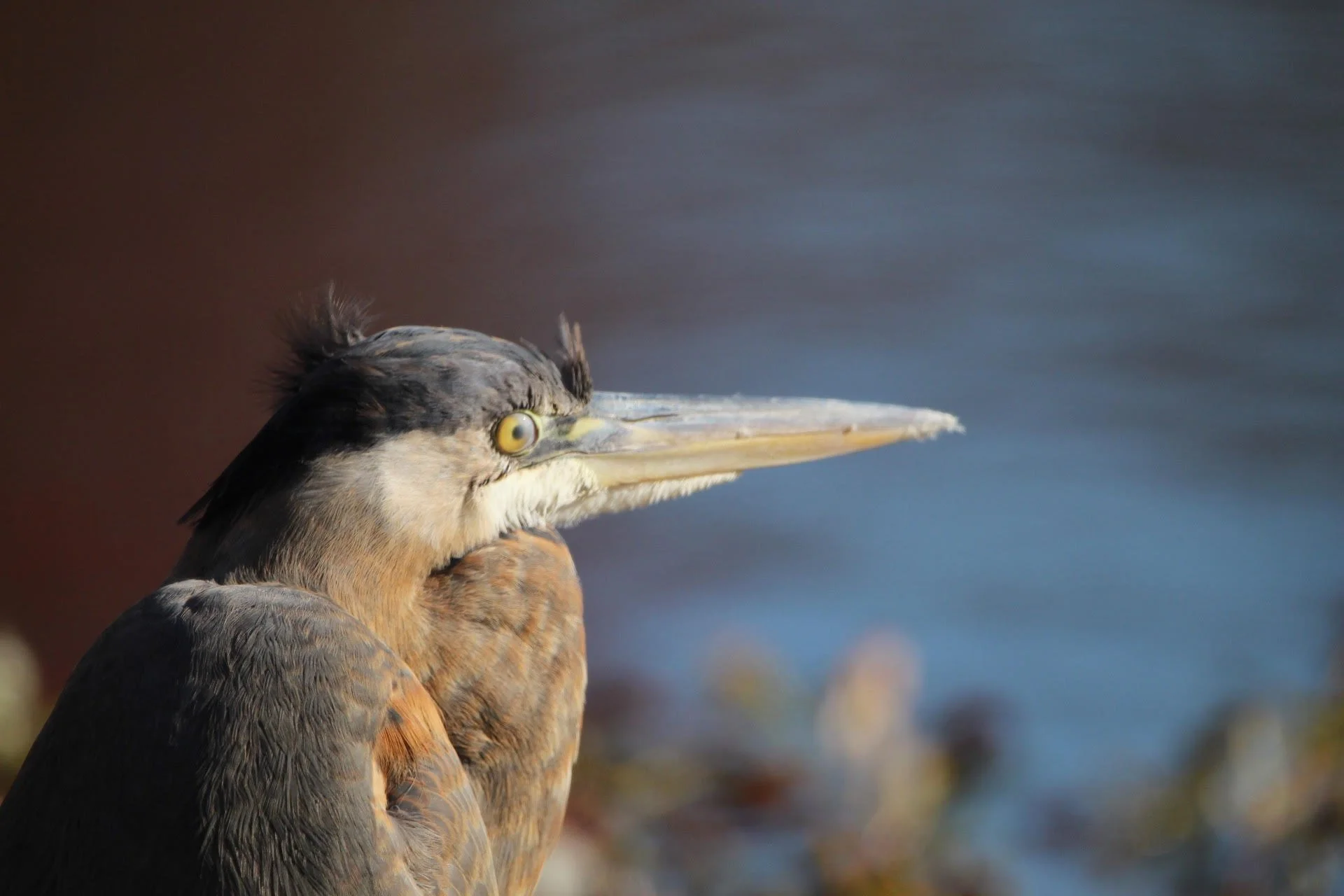 bird.jpg