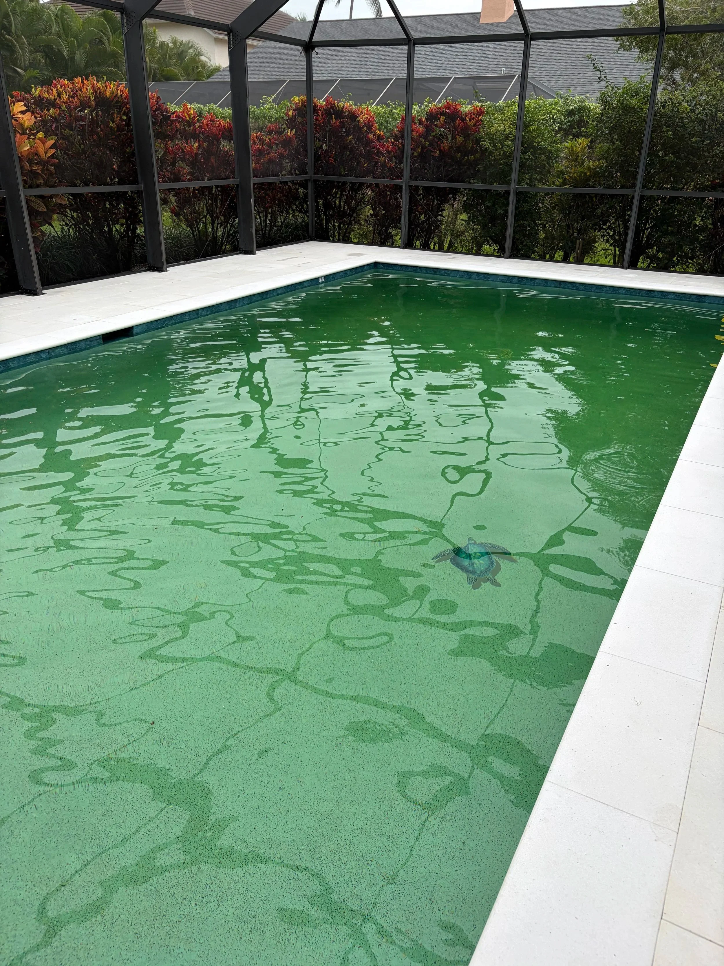 Backyard swimming pool with a screened enclosure, surrounded by a white pool deck and lush green plants and bushes outside.