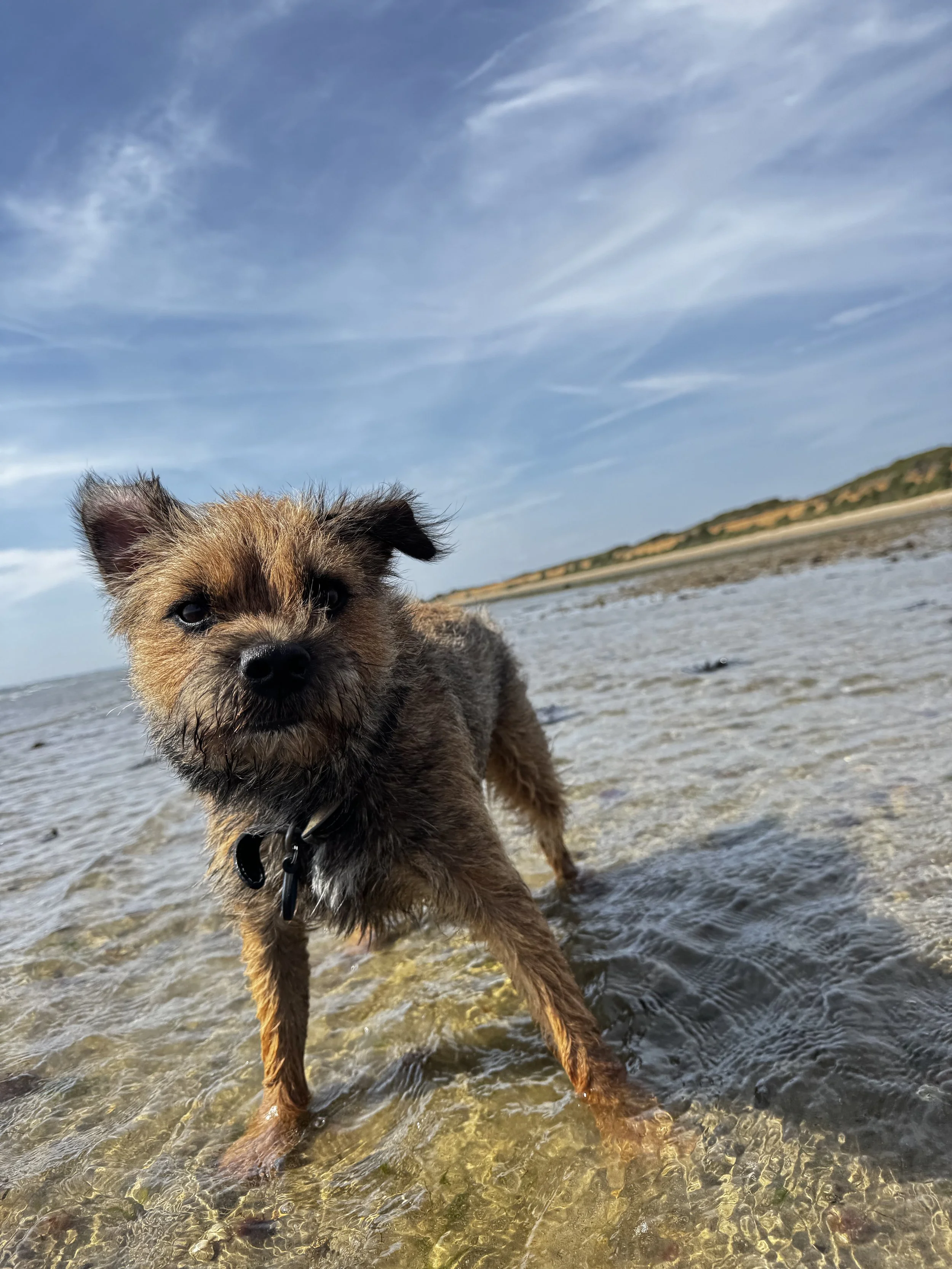 A small, fluffy brown puppy with black markings on its face standing in shallow water on a beach, with hills and a blue sky with wispy clouds in the background.