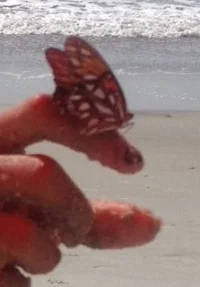 butterfly.jpg