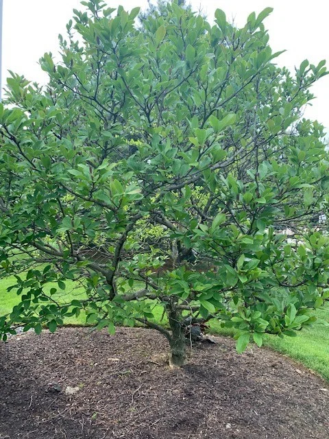 tree.jpg