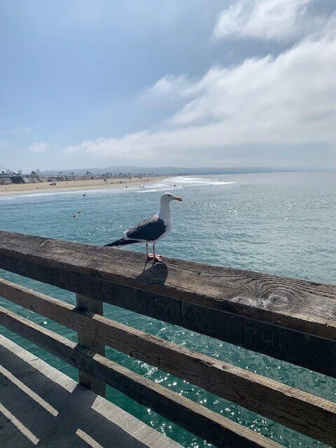 Image: Newport Beach Pier