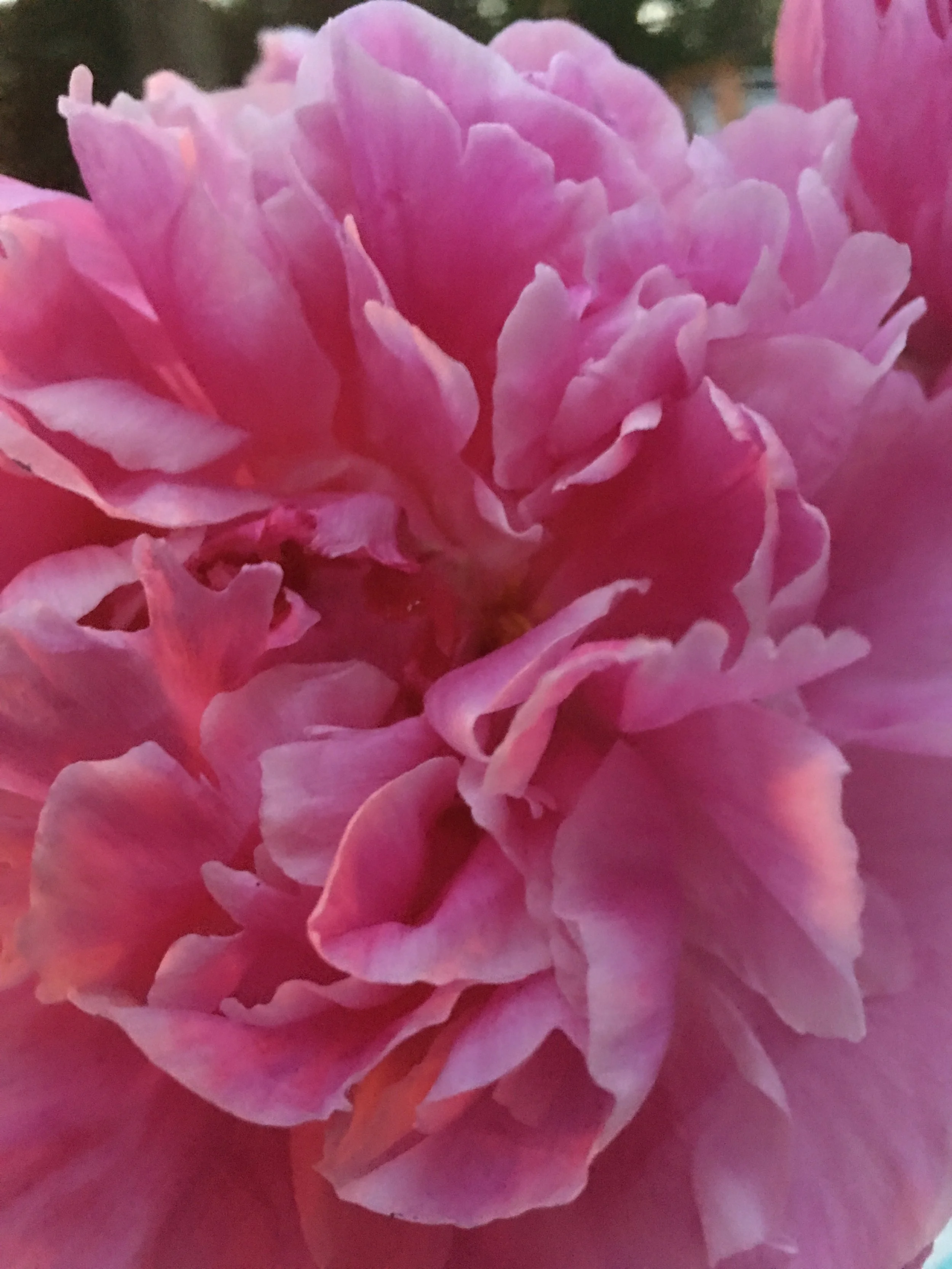 pink flower.JPG