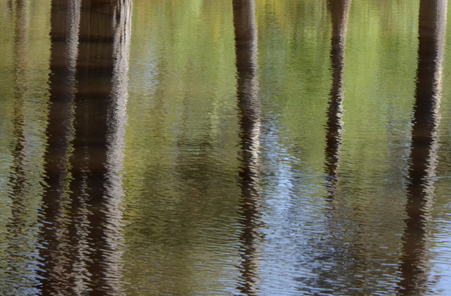 Reflections of trees in a body of water, showing brown tree trunks and green foliage.