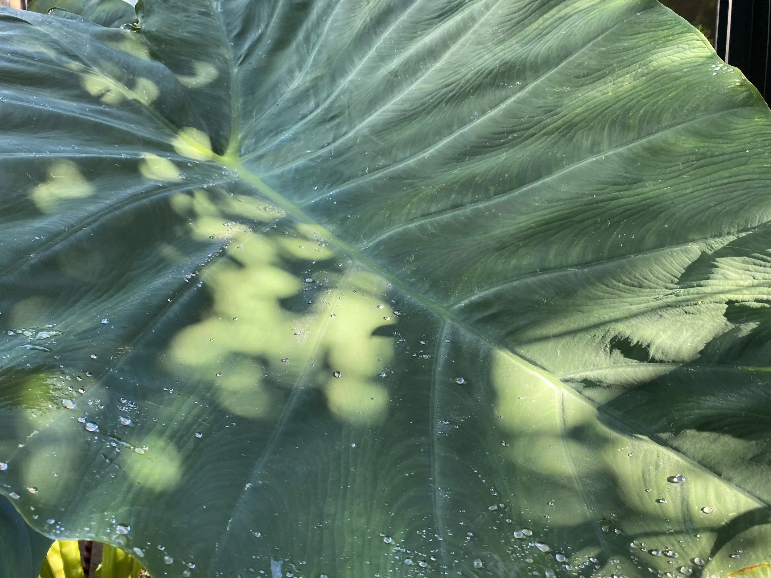 Close-up of a large green leaf, with water droplets on its surface and a yellow and black insect at the bottom left corner.