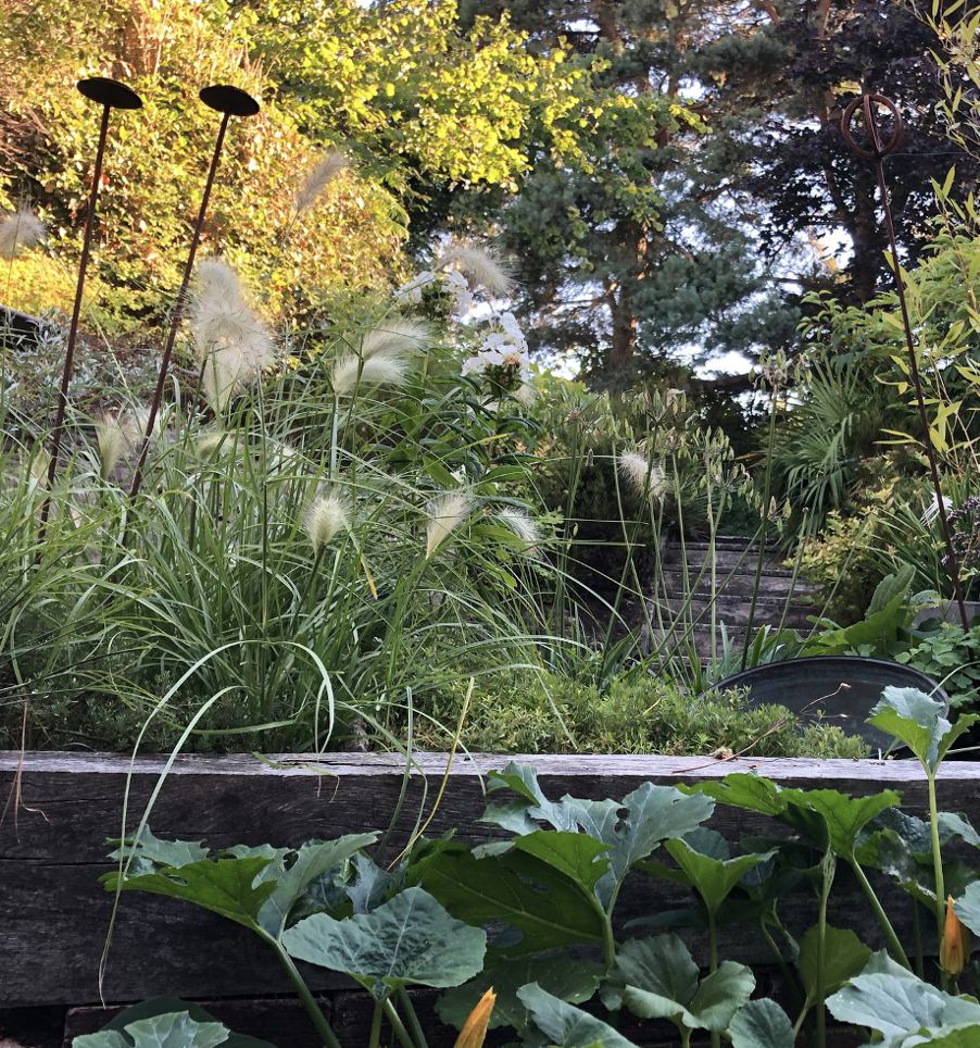 A lush garden with various green plants, tall grasses with fluffy seed heads, and some brown garden stakes. There are trees in the background and sunlight shining through the foliage.