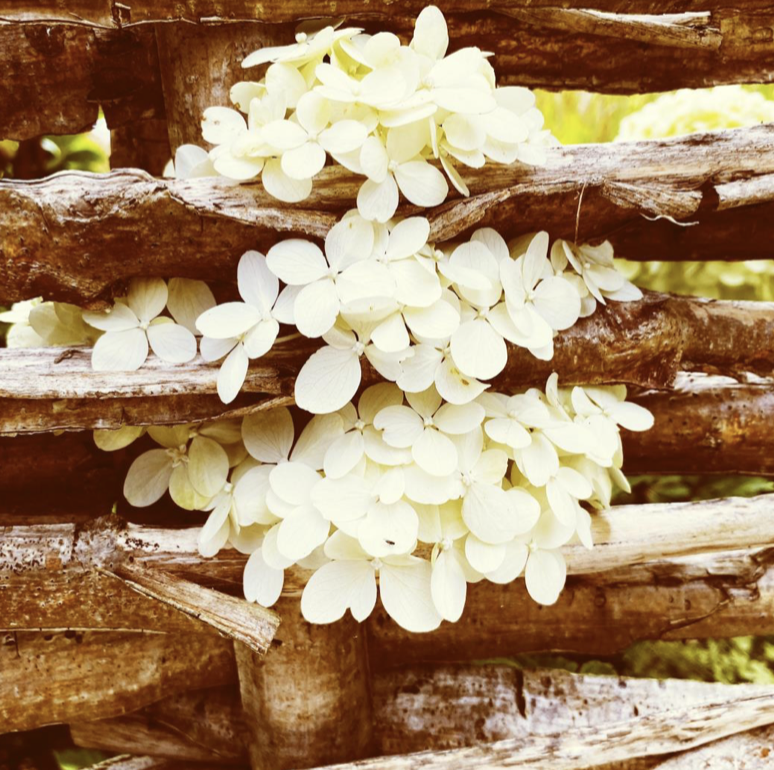 White hydrangea flowers growing on a wooden fence.