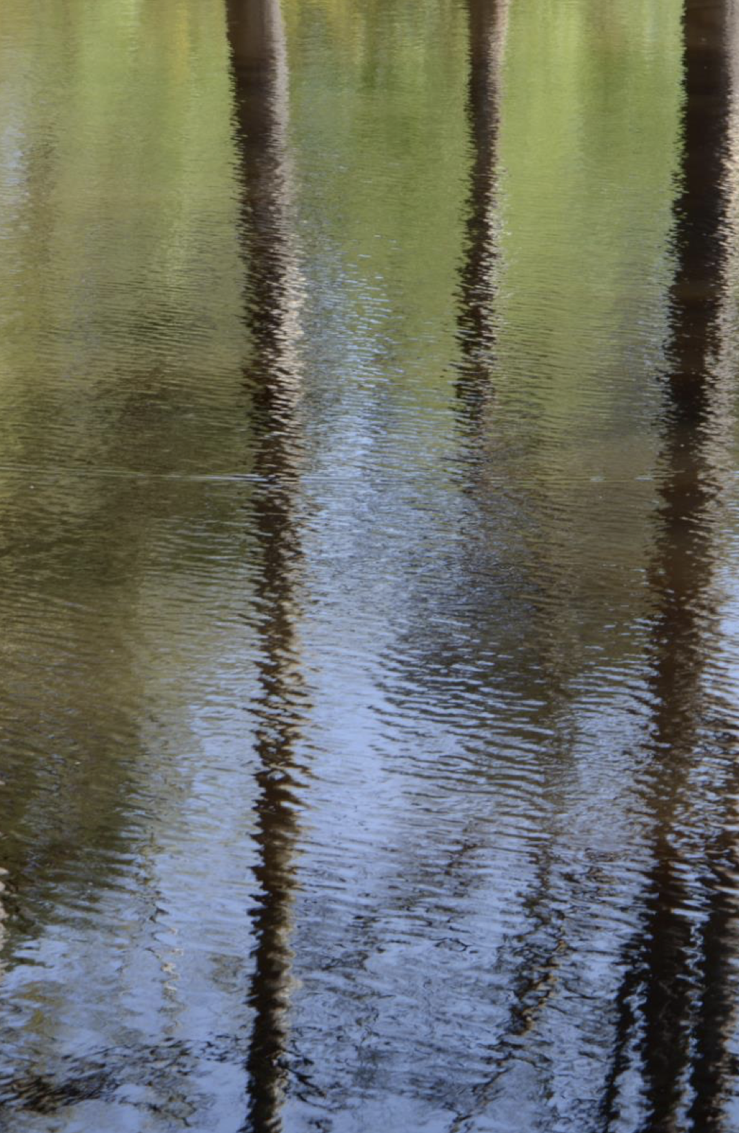 Reflections of trees in water with ripples, showing green foliage and dark trunks.