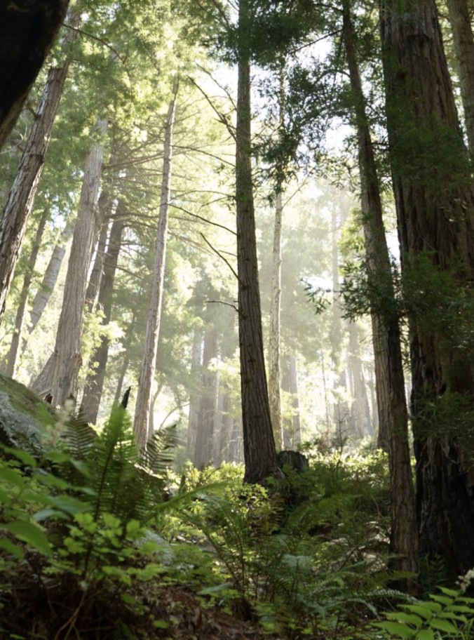 Sunlight filters through tall trees and lush green foliage in a dense forest.