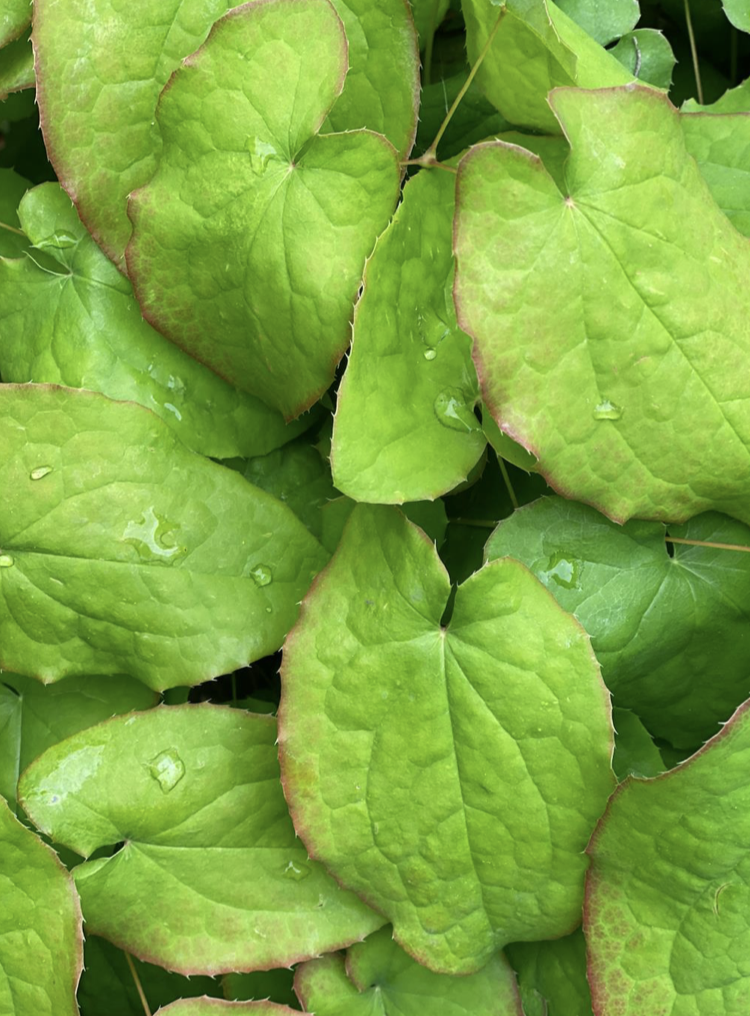Close-up of green, heart-shaped leaves with water droplets.