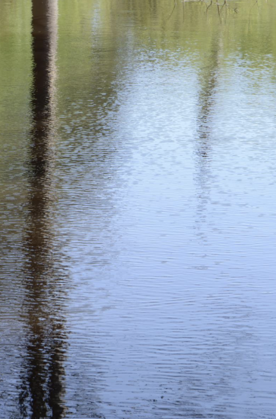 Reflection of trees on a calm body of water.