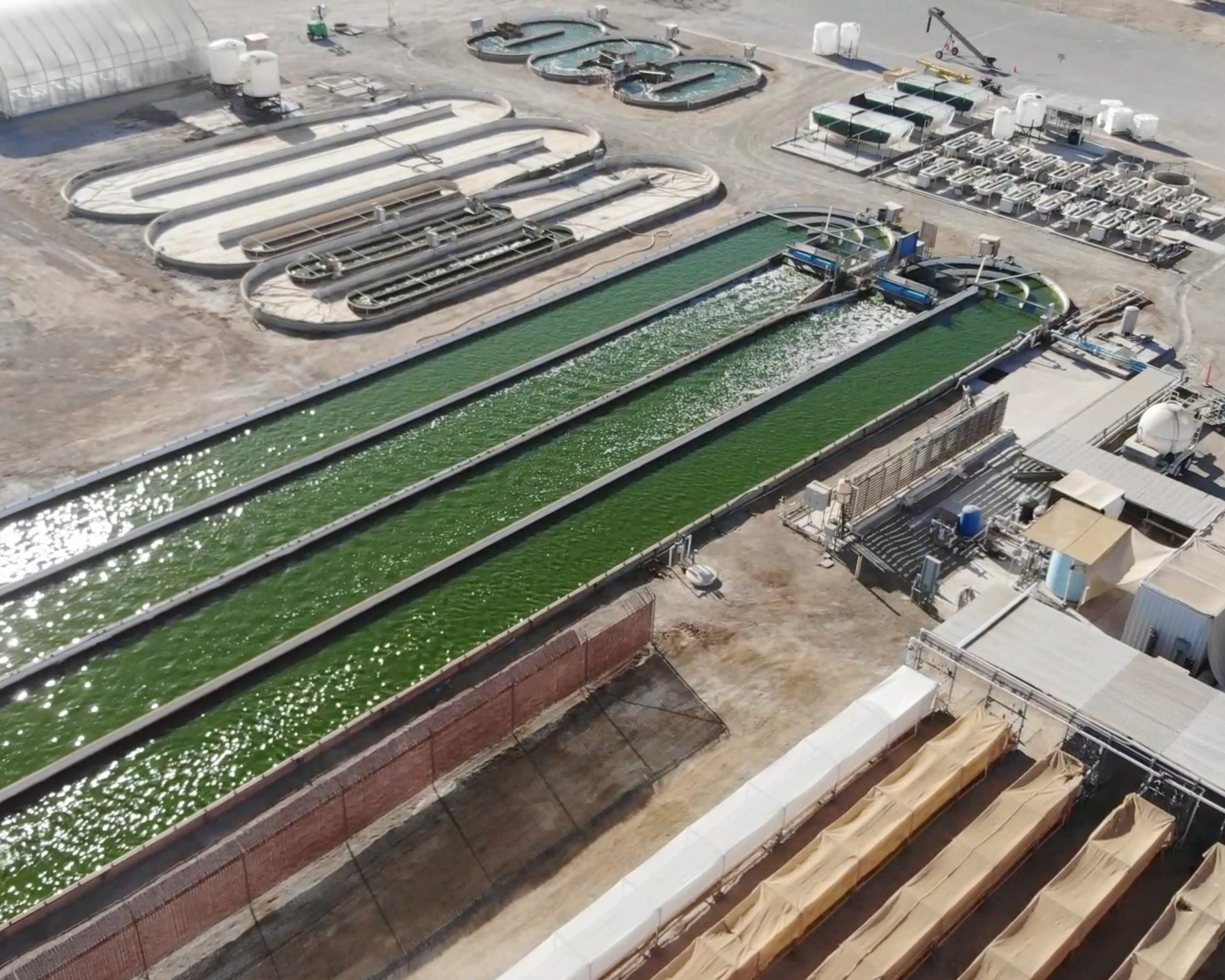 phykion-algae-field.png