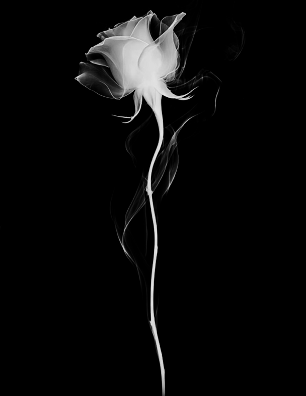 A black and white image of a smoking rose flower with a long stem against a black background.