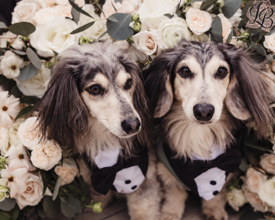 Wags of Love