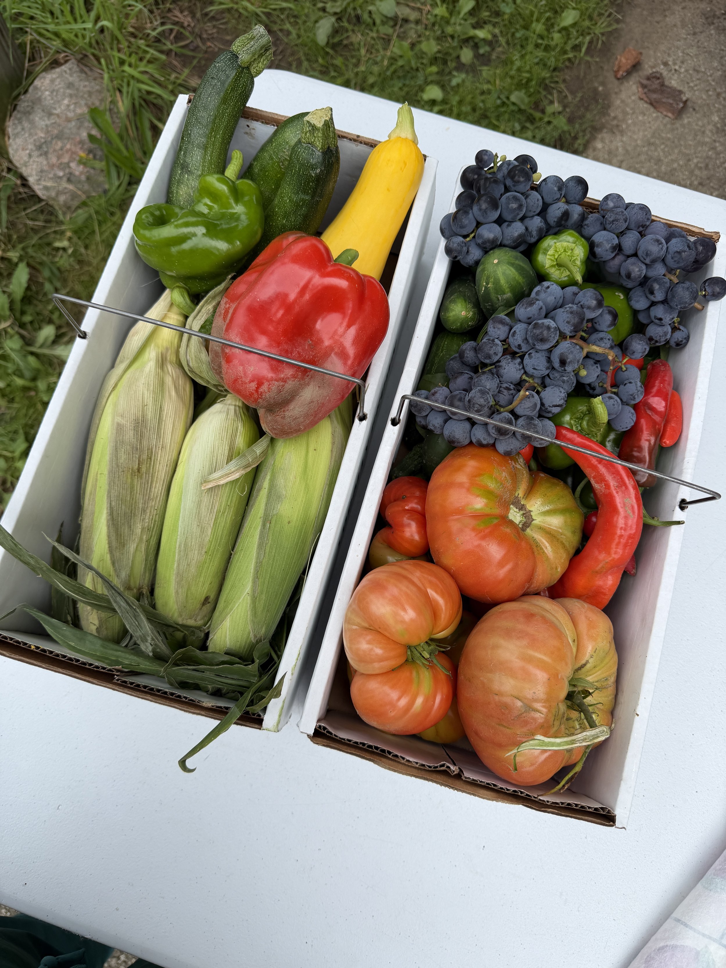 fresh harvest vegetables crates corn peppers grapes pumpkins.jpeg