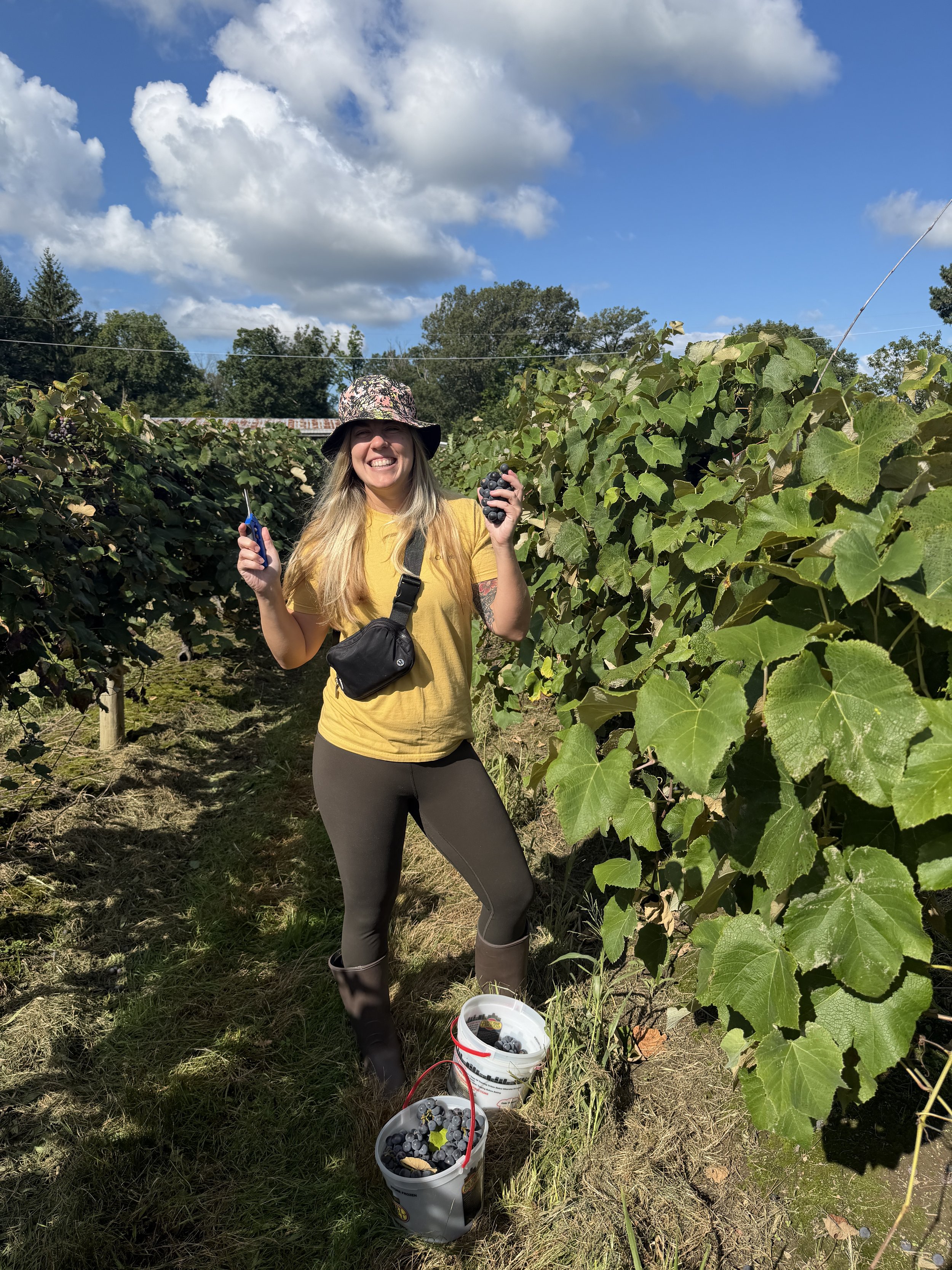 woman harvesting grapes in vineyard buckets.jpeg
