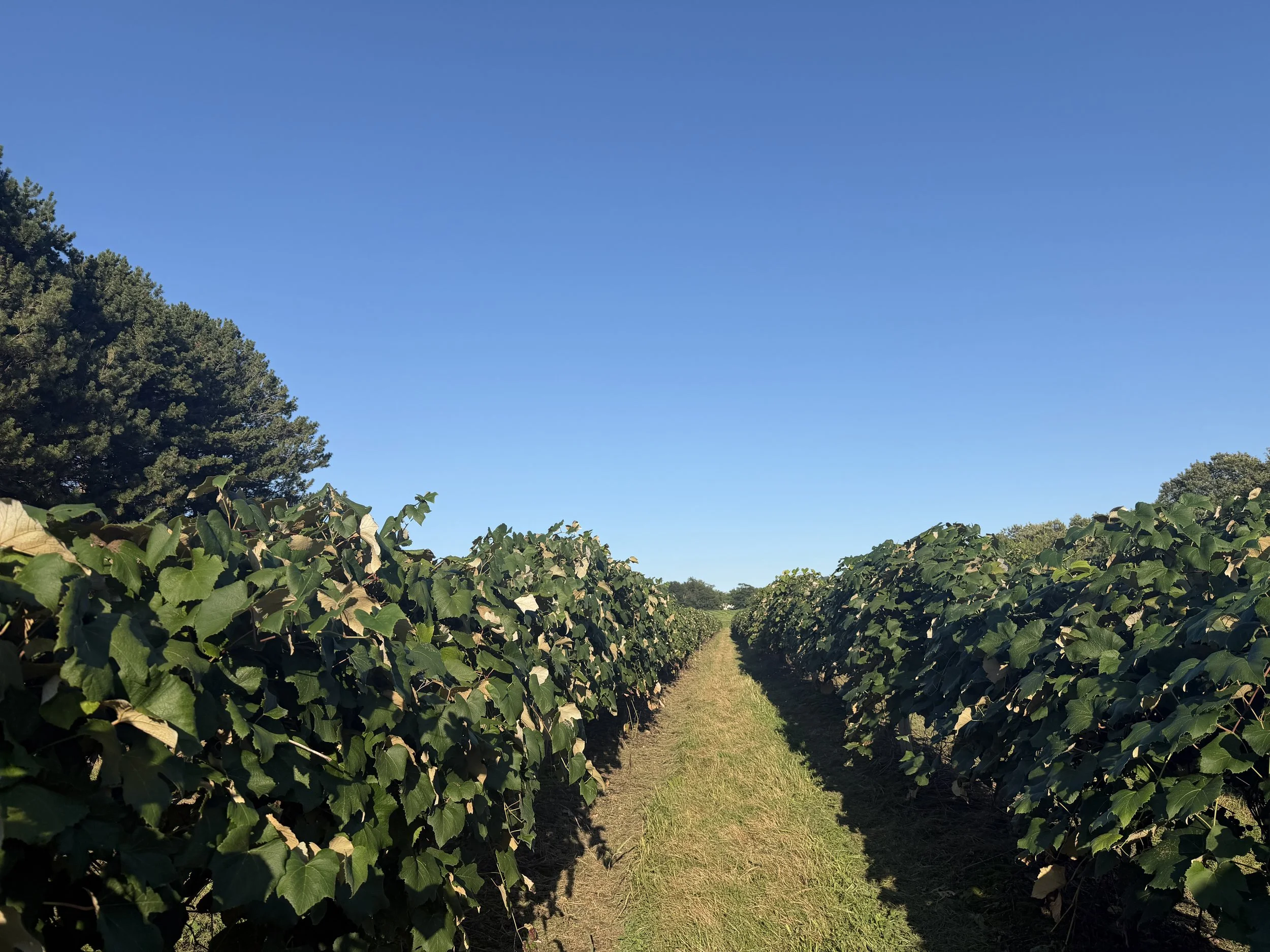 vineyard rows under blue sky.jpeg