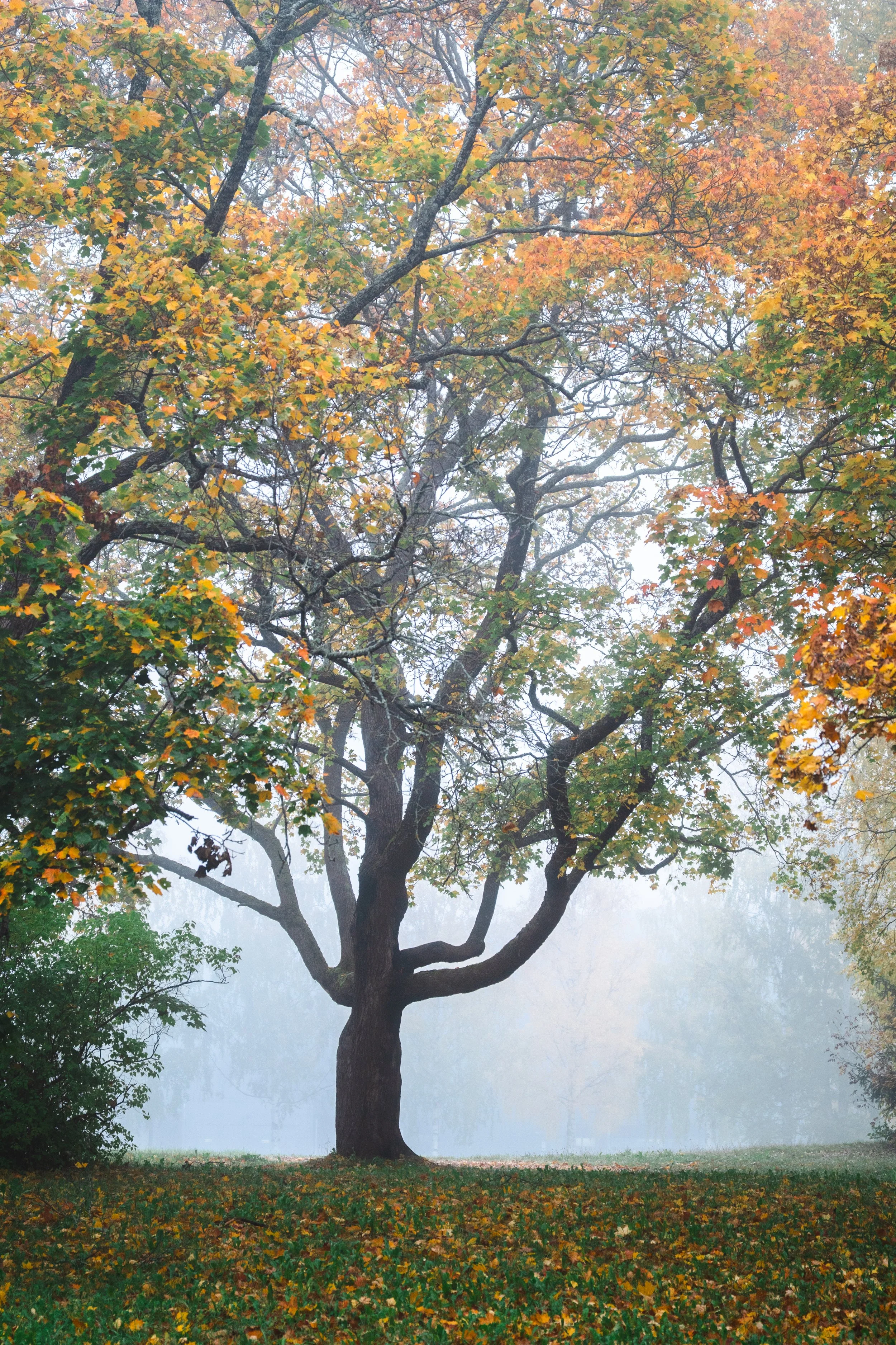 Autumn tree photographed by Karoliina Gavrilov