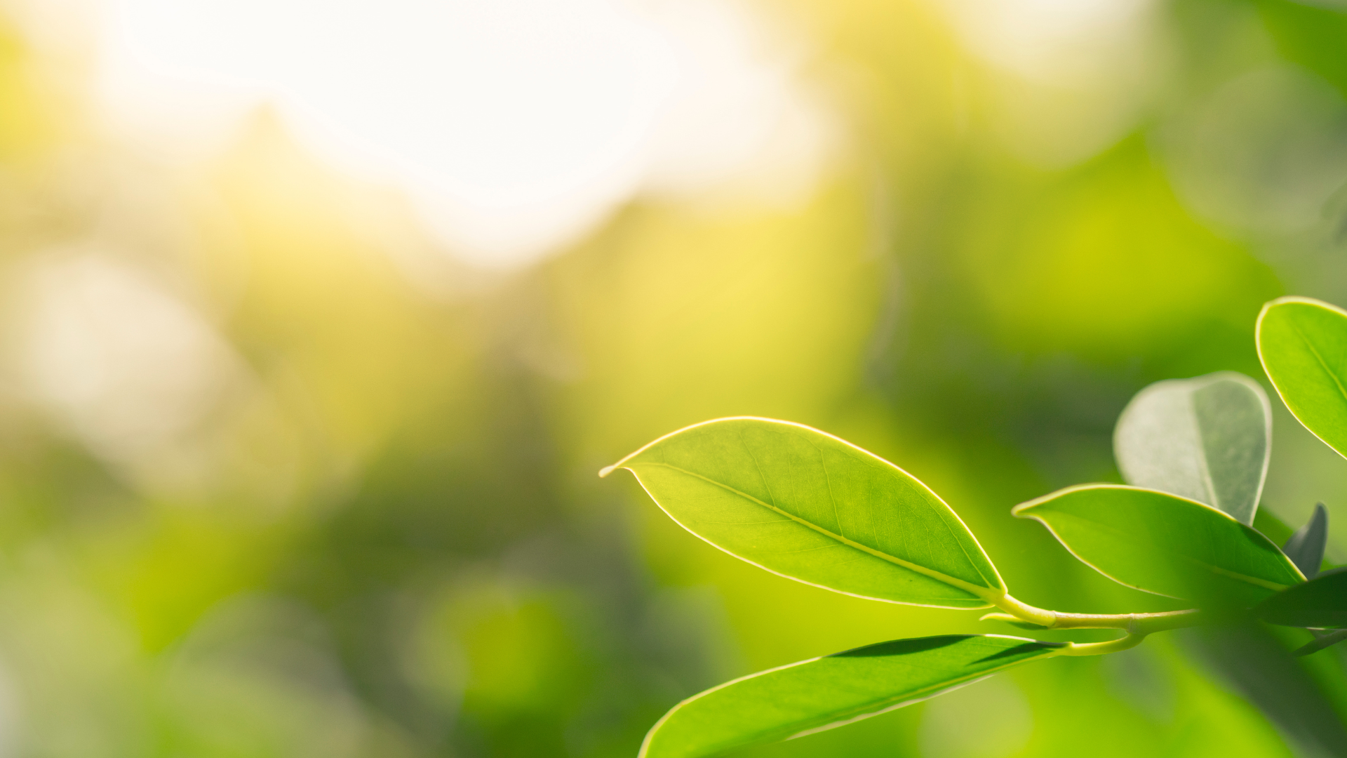 Close-up of green leaves with sunlight shining through, with a blurred background of more greenery.