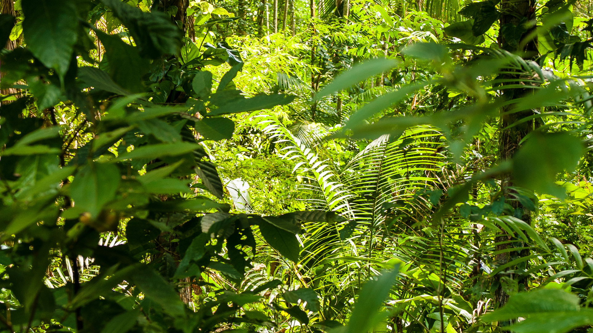Lush green jungle scene with dense foliage and various types of leaves and plants, sunlight filtering through the canopy.
